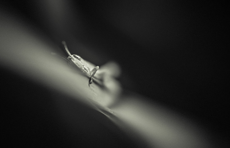 Nikon D40 sample photo. Hanging around photography