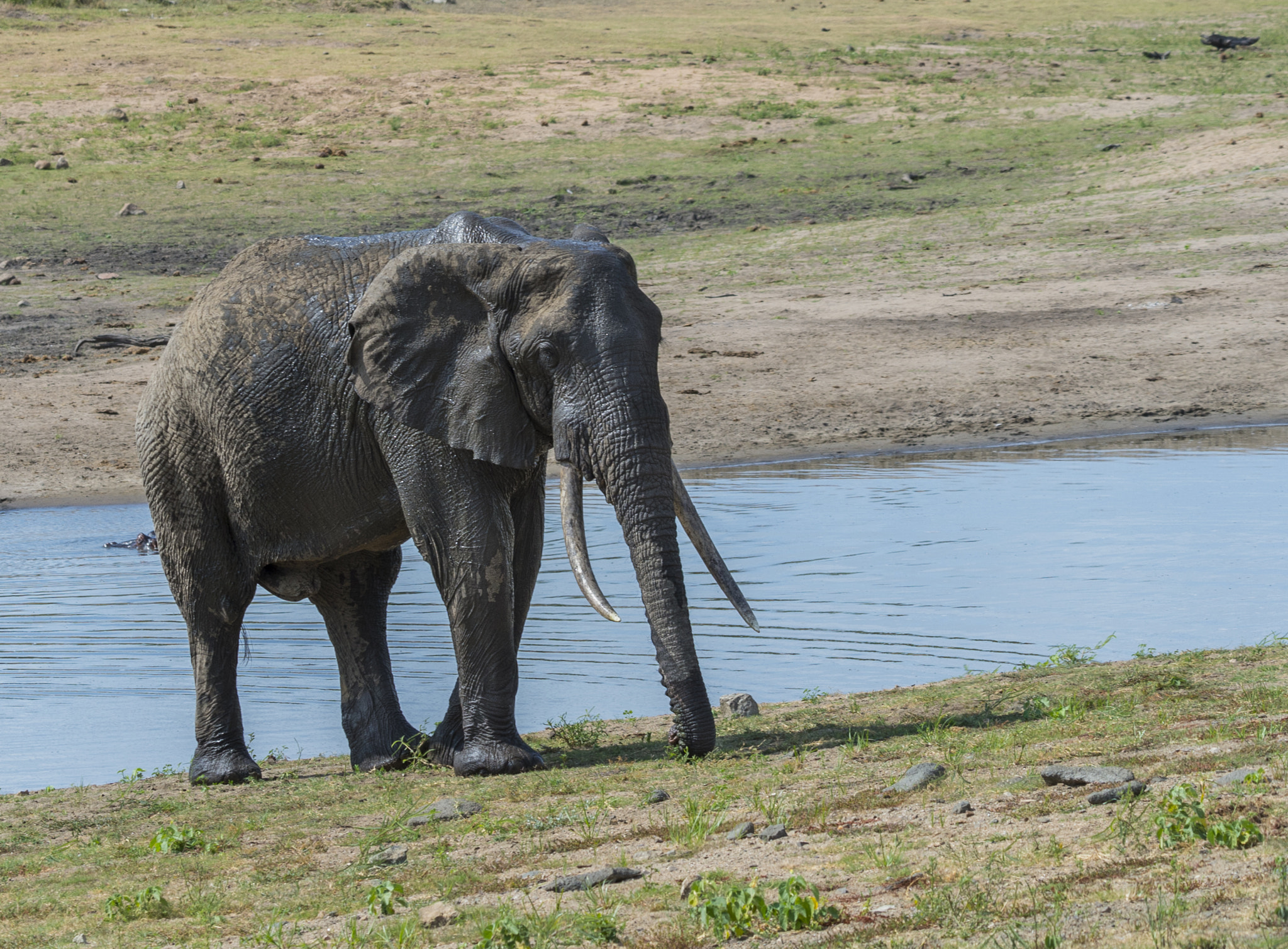 Nikon D4 sample photo. Elephant photography