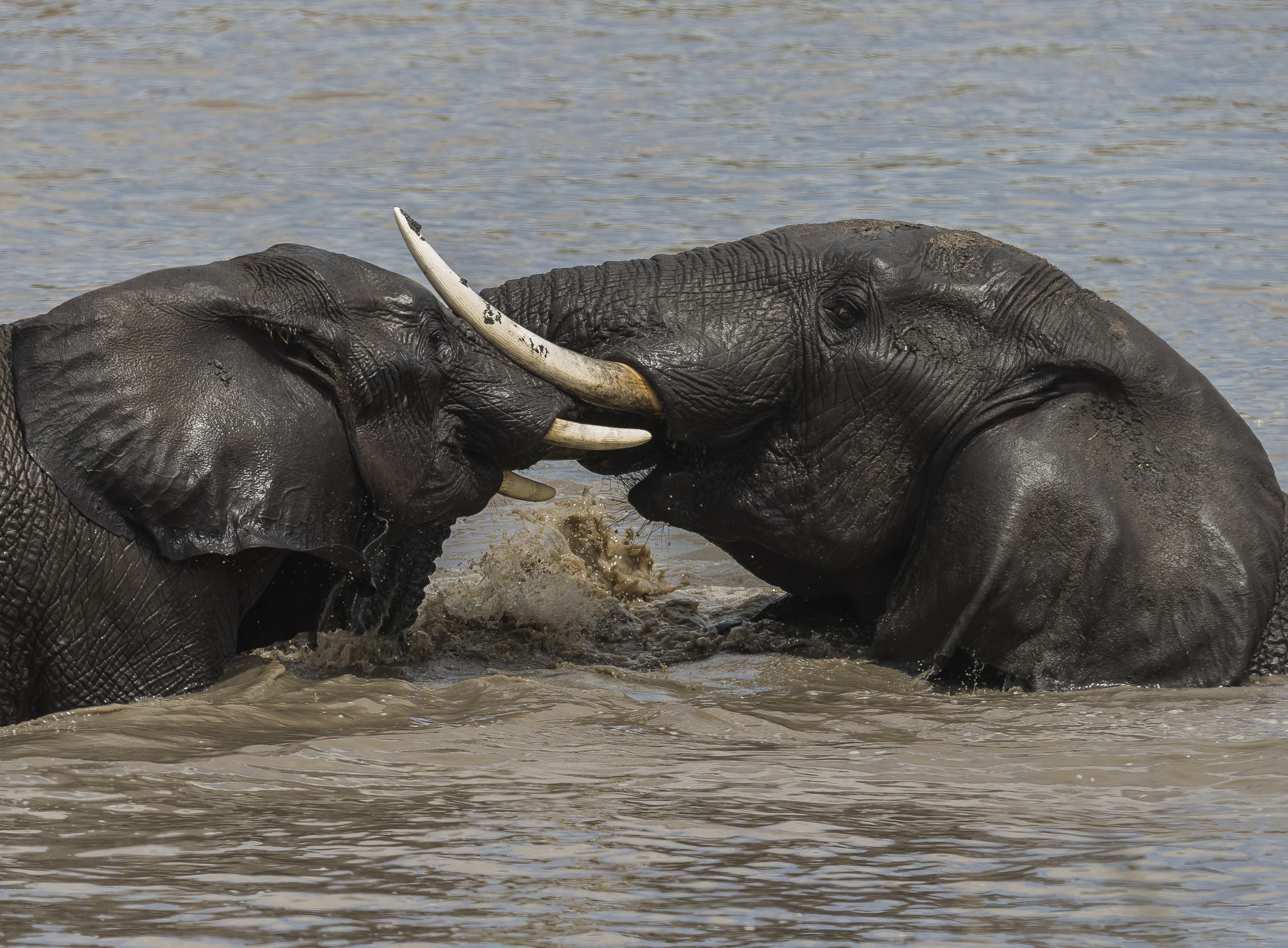 Nikon D4 sample photo. Elephant battle photography