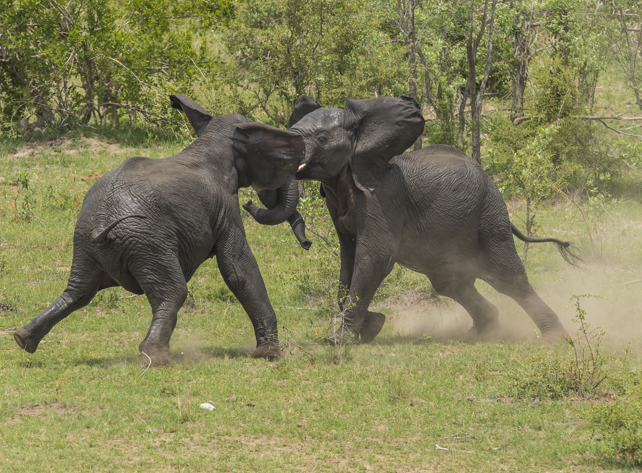 Nikon D4 sample photo. Elephant photography