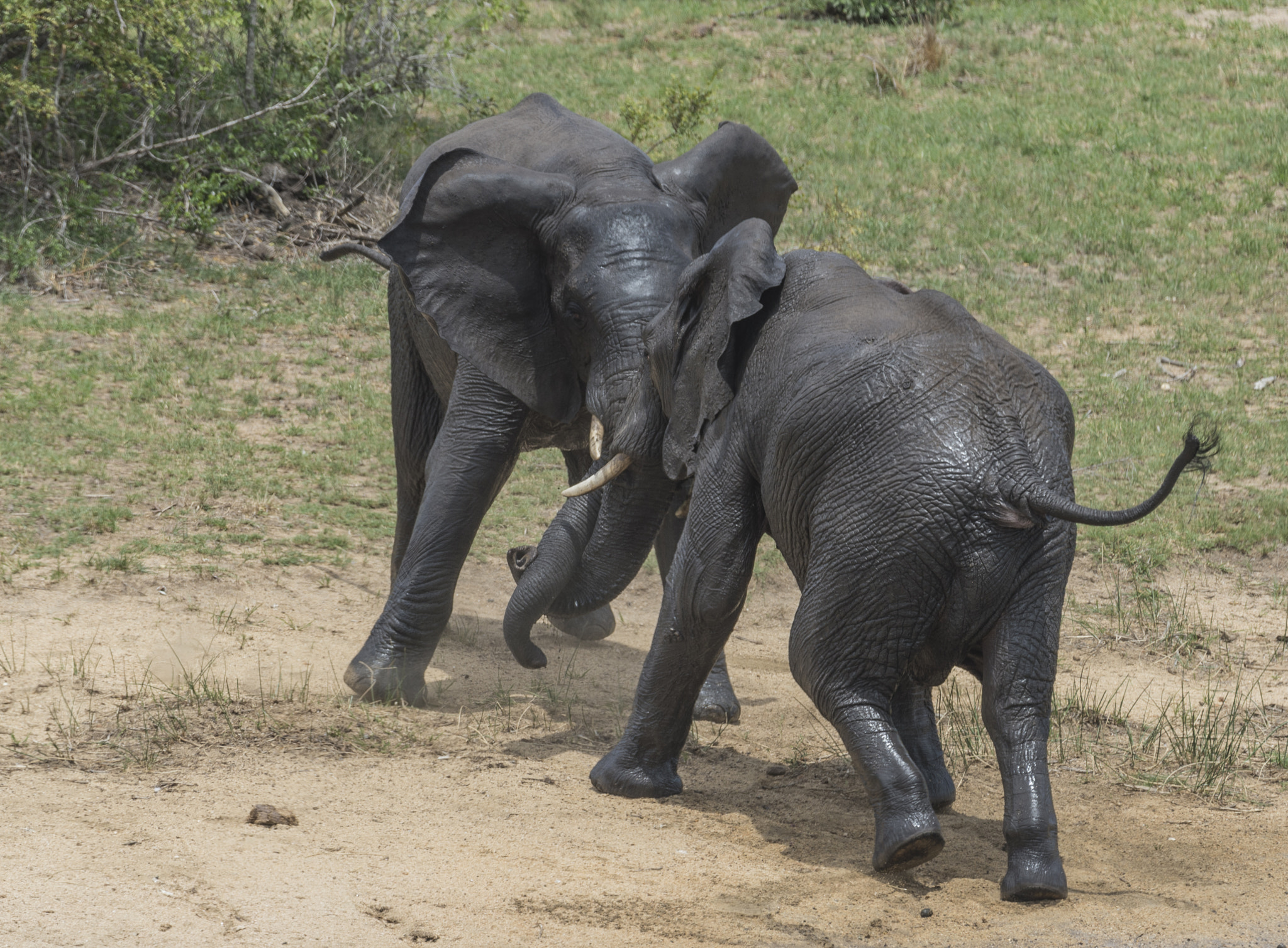 Nikon D4 sample photo. Elephant photography