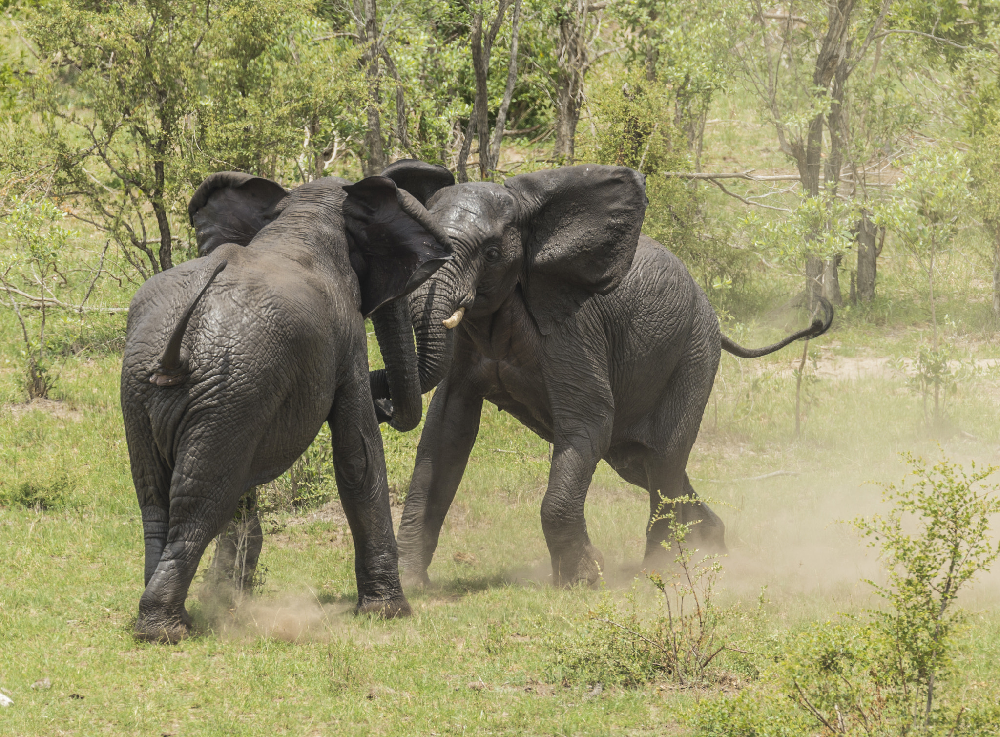 Nikon D4 sample photo. Elephant photography