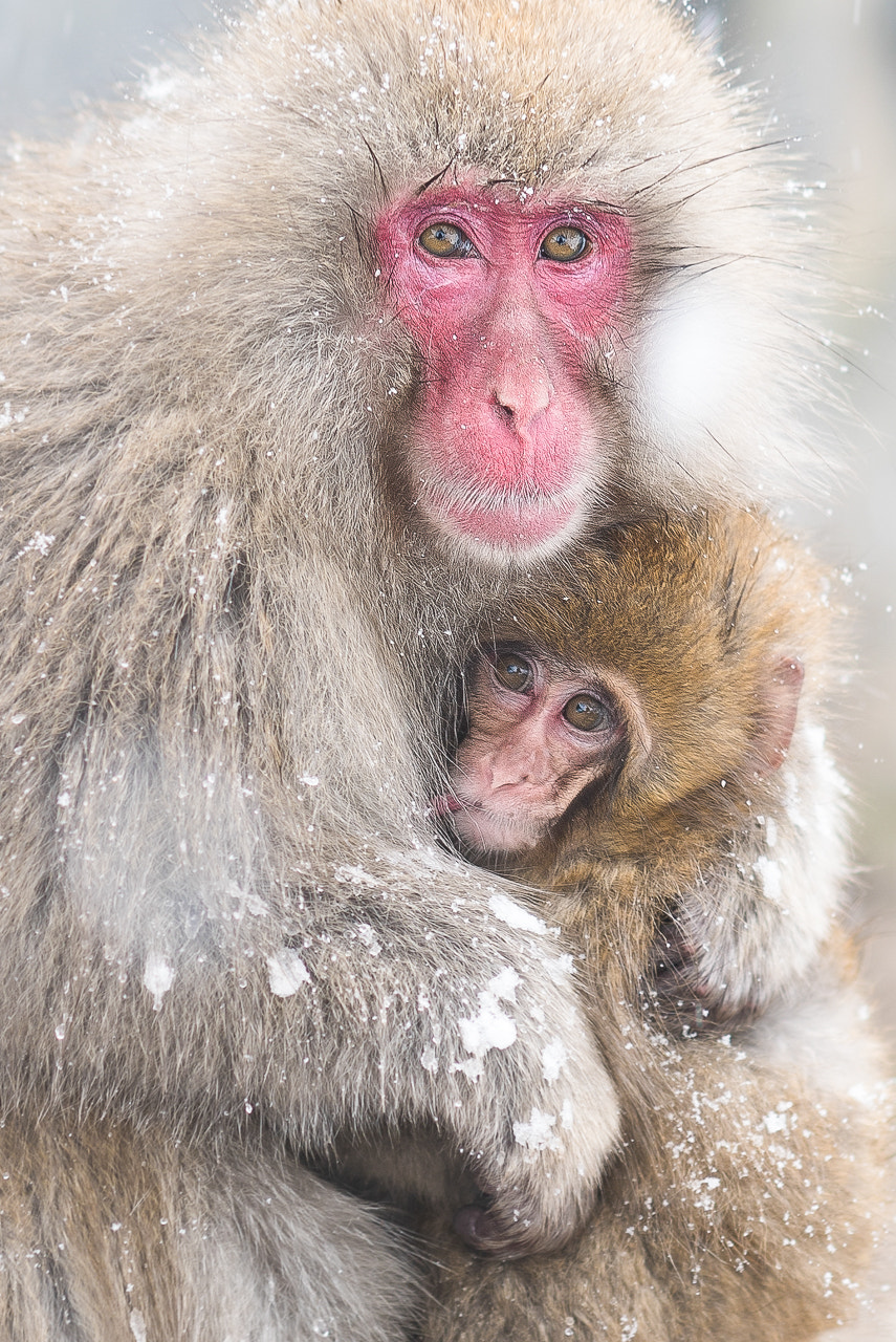 Sony Planar T* 85mm F1.4 ZA sample photo. Mother and child photography