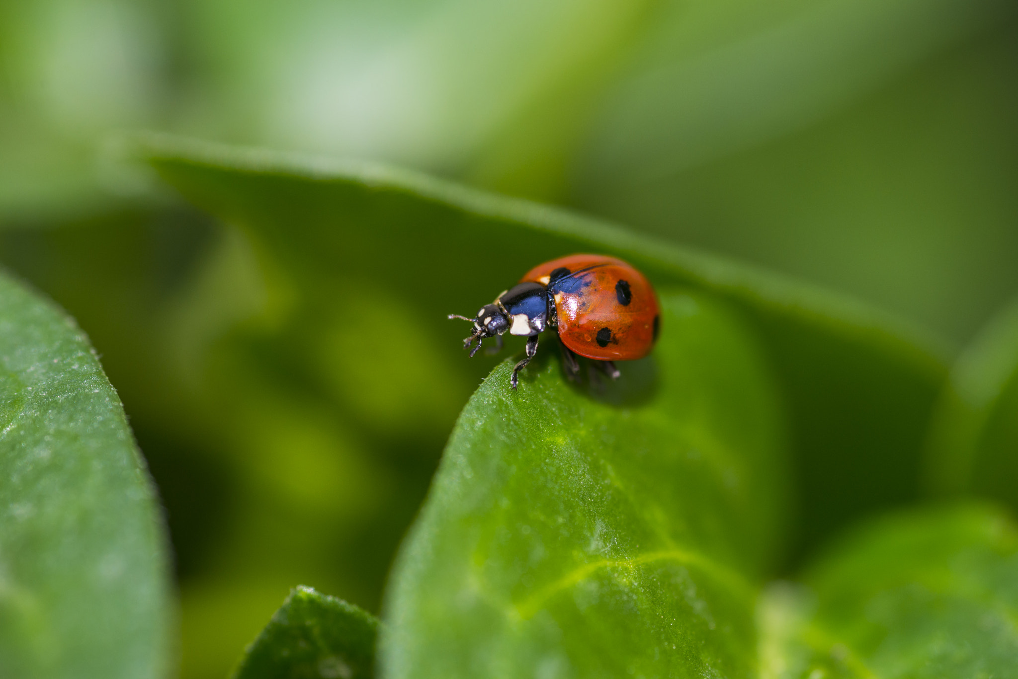 Nikon D610 + Sigma 105mm F2.8 EX DG Macro sample photo. Dinar () photography