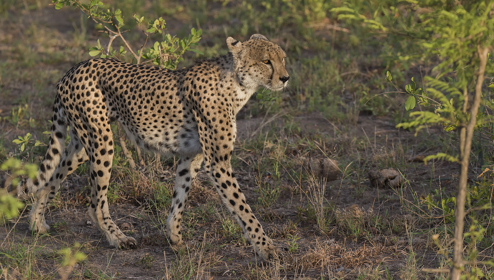 Nikon D4 sample photo. Cheetah photography