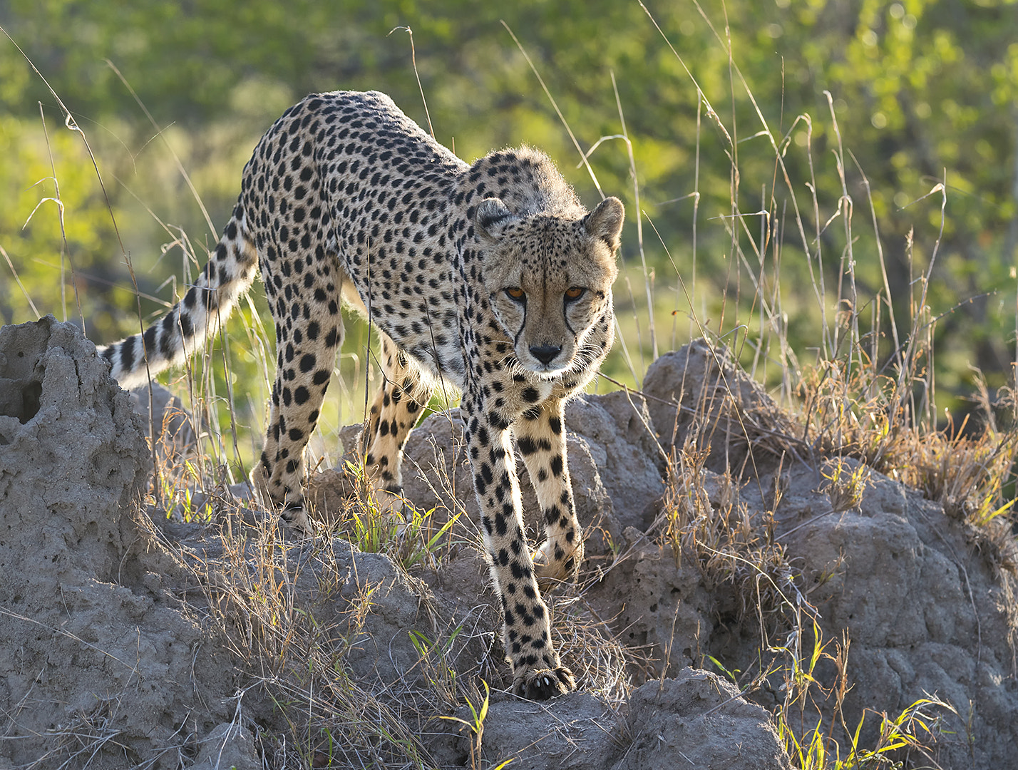 Nikon D4 sample photo. Cheetah photography