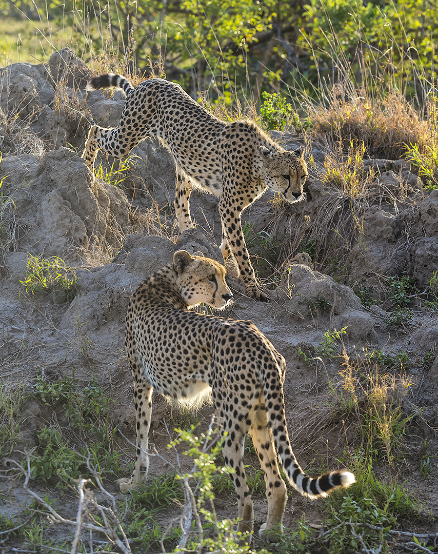 Nikon D4 sample photo. Cheetah photography
