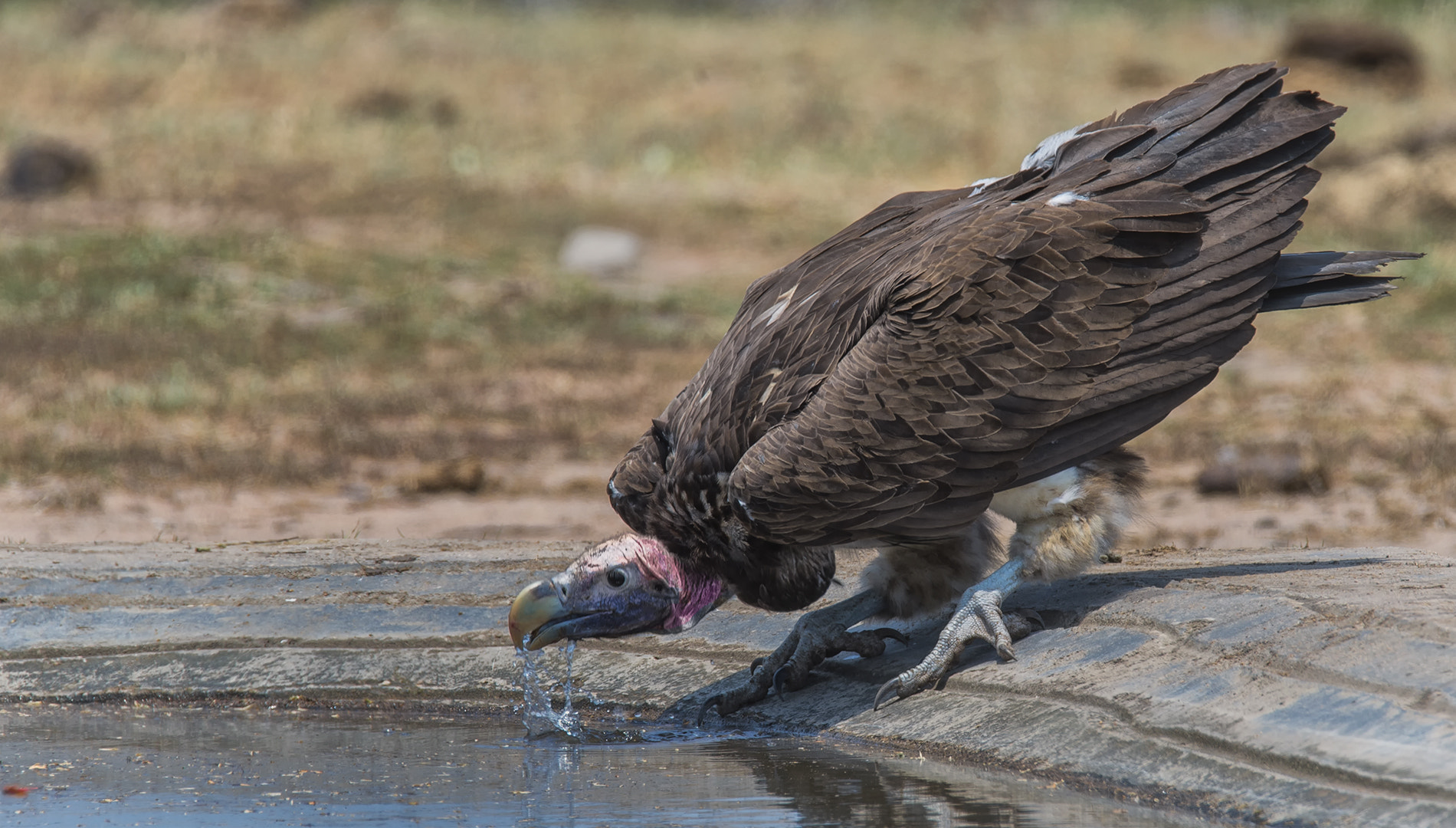 Nikon D4 sample photo. Lappet faced vulture photography