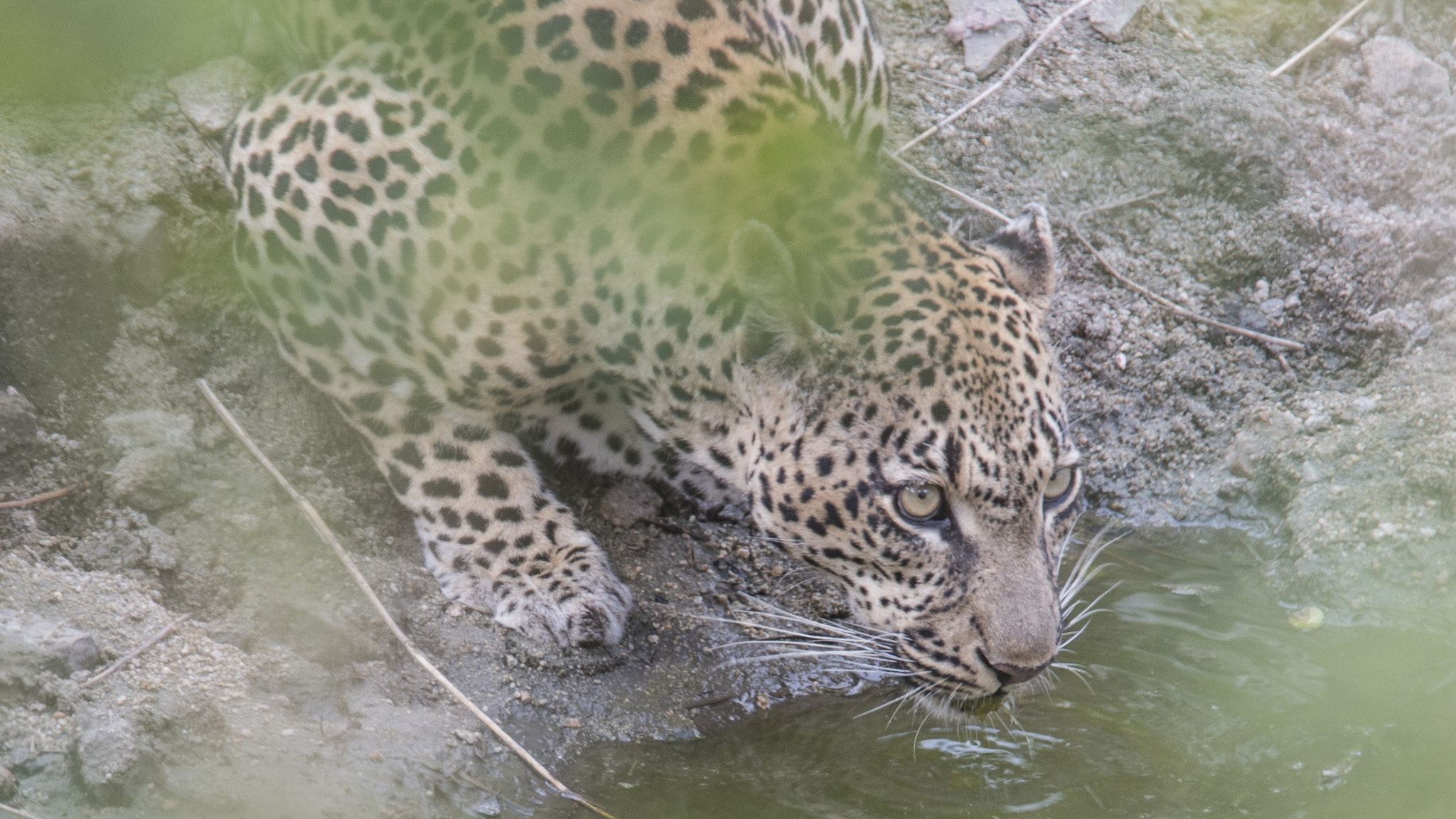 Nikon D4 sample photo. Leopard photography