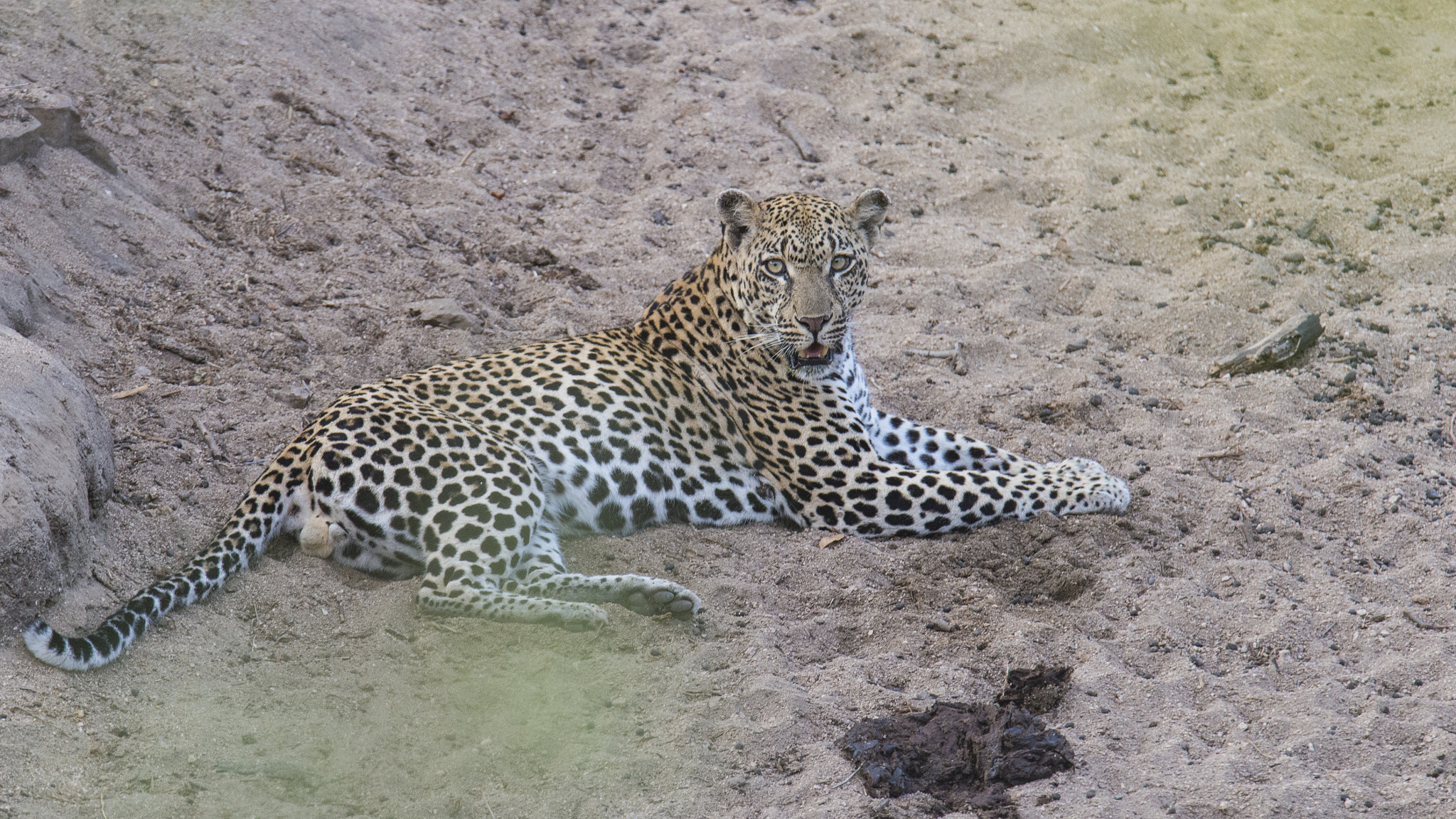 Nikon D4 sample photo. Leopard photography