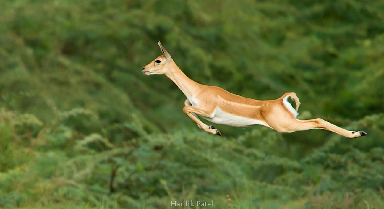 Nikon D4S sample photo. The jump photography