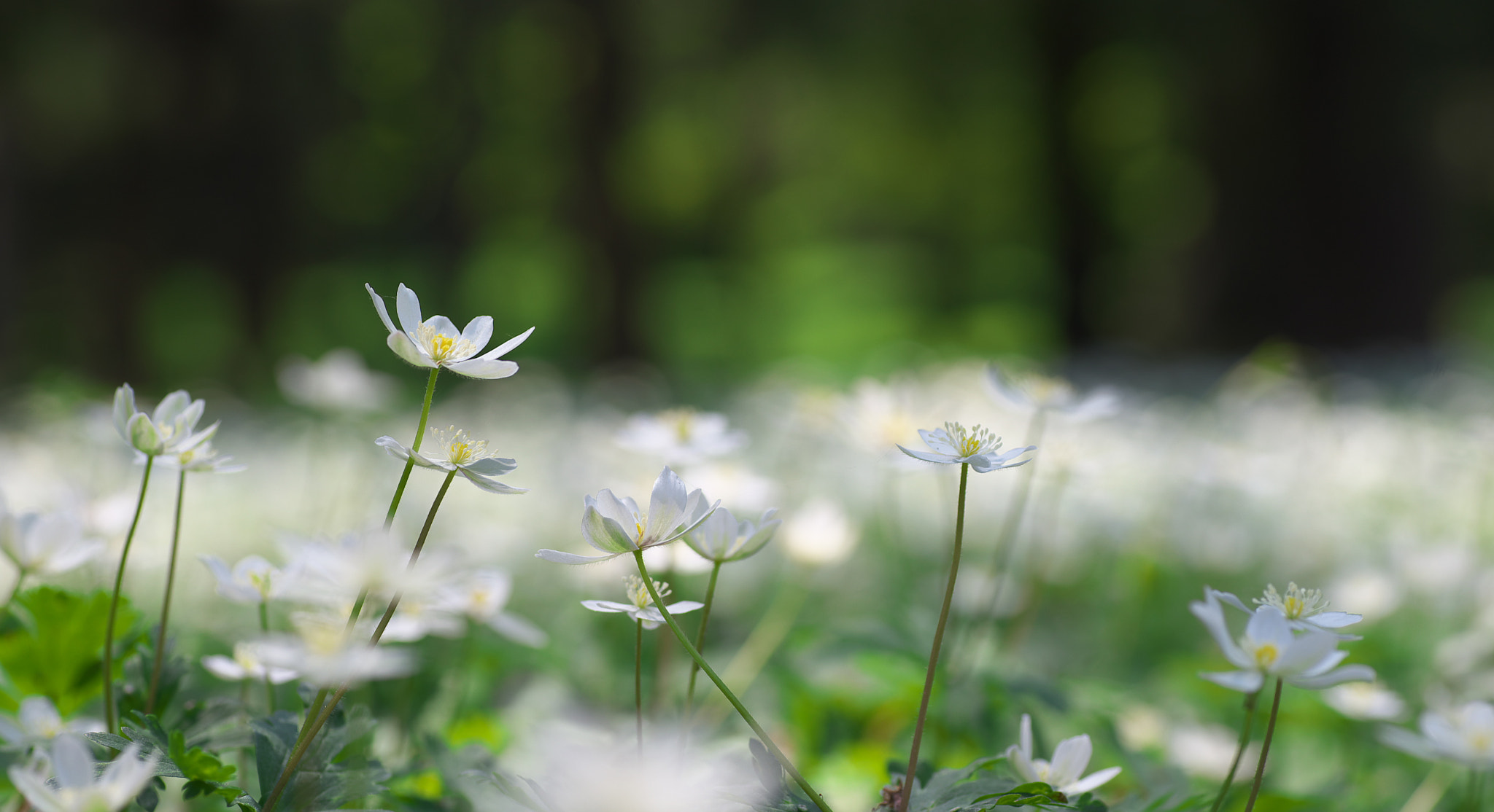 90mm F/2.8 D sample photo. にりん草 photography