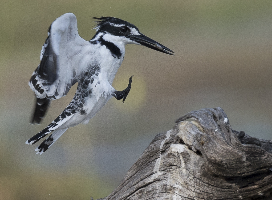 Nikon D4 sample photo. Pied kingfisher photography
