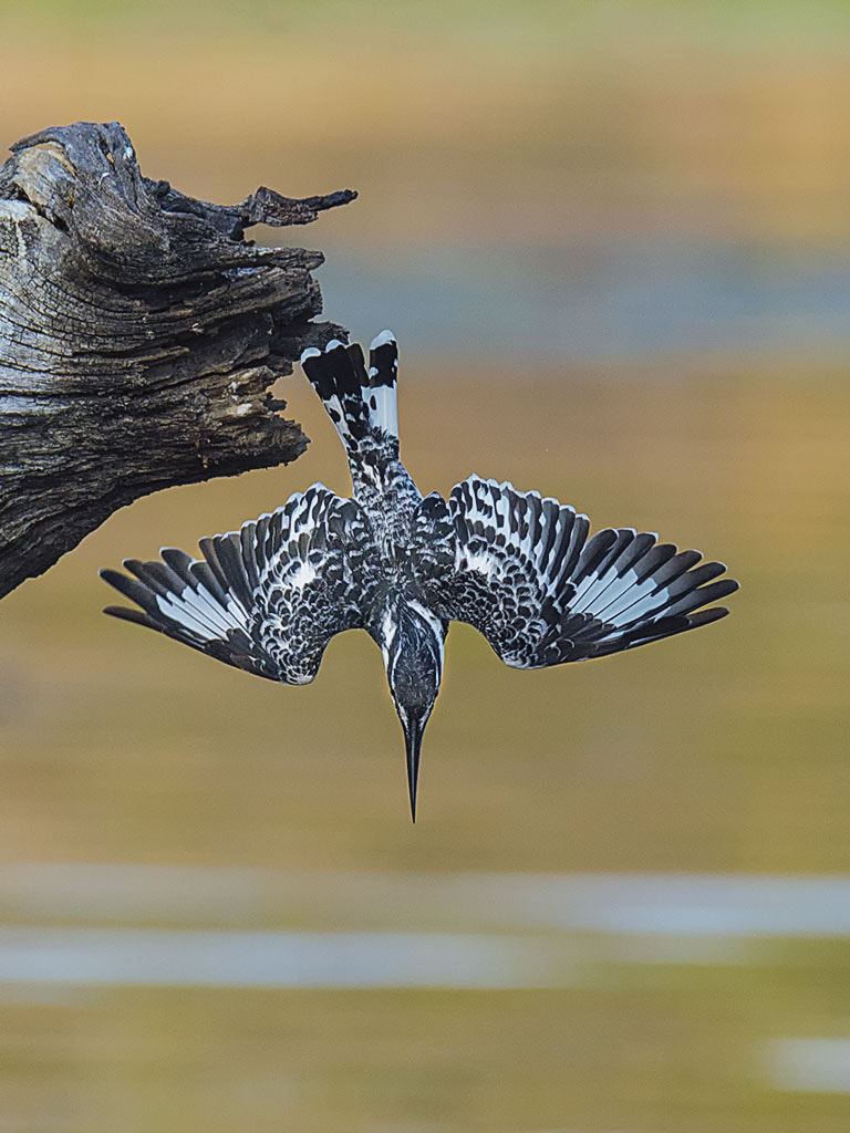 Nikon D4 sample photo. Pied kingfisher photography