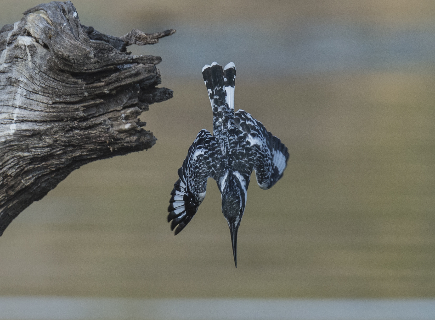 Nikon D4 sample photo. Pied kingfisher photography
