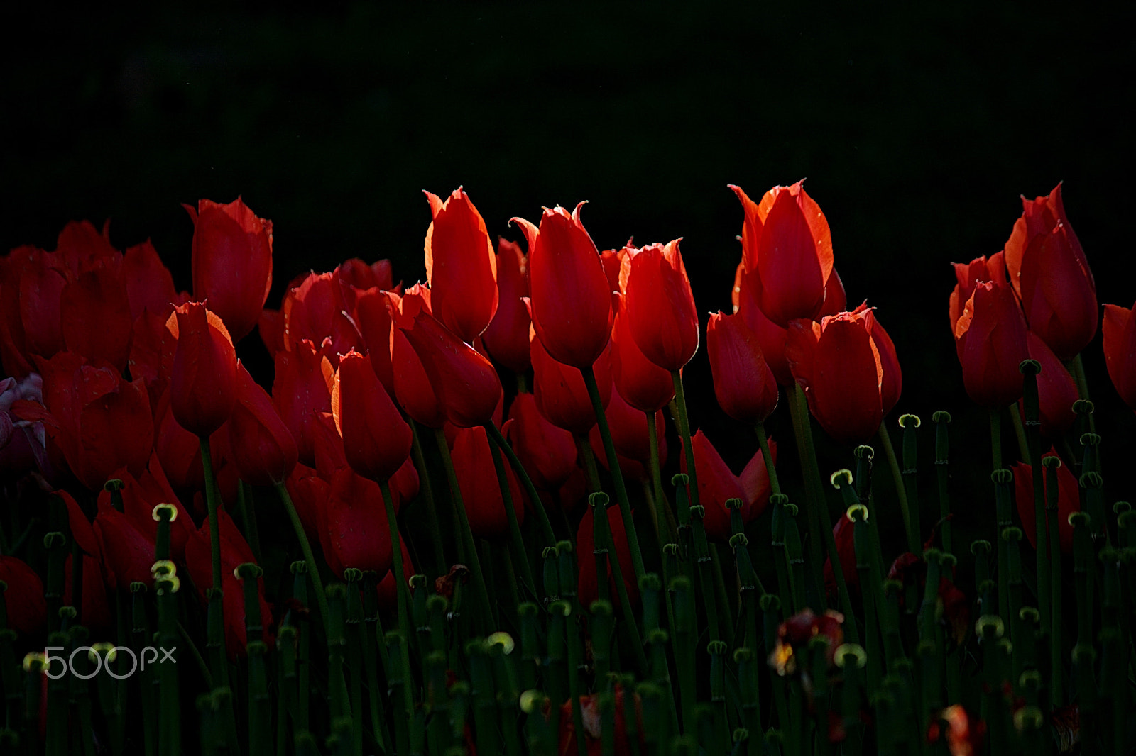 Canon EF-S 55-250mm F4-5.6 IS II sample photo. 14. photography