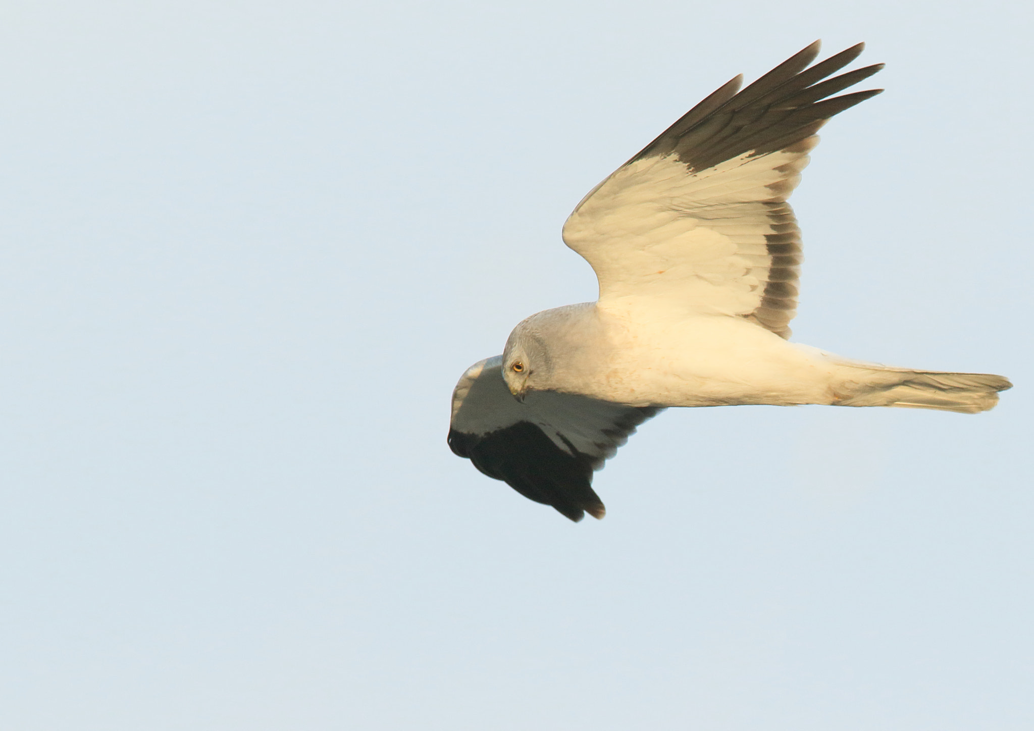 Canon EF 400mm F2.8L IS II USM sample photo. ハイイロチュウヒ　飛翔しながら　1e1a3600.jpg photography