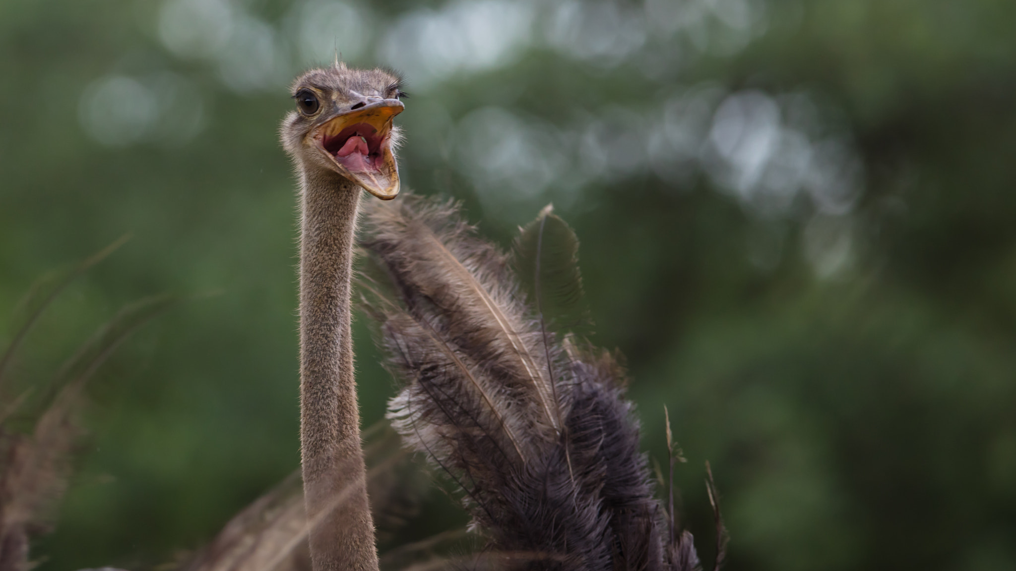 Canon EF 400mm F2.8L IS II USM sample photo. I am the biggest bird! photography