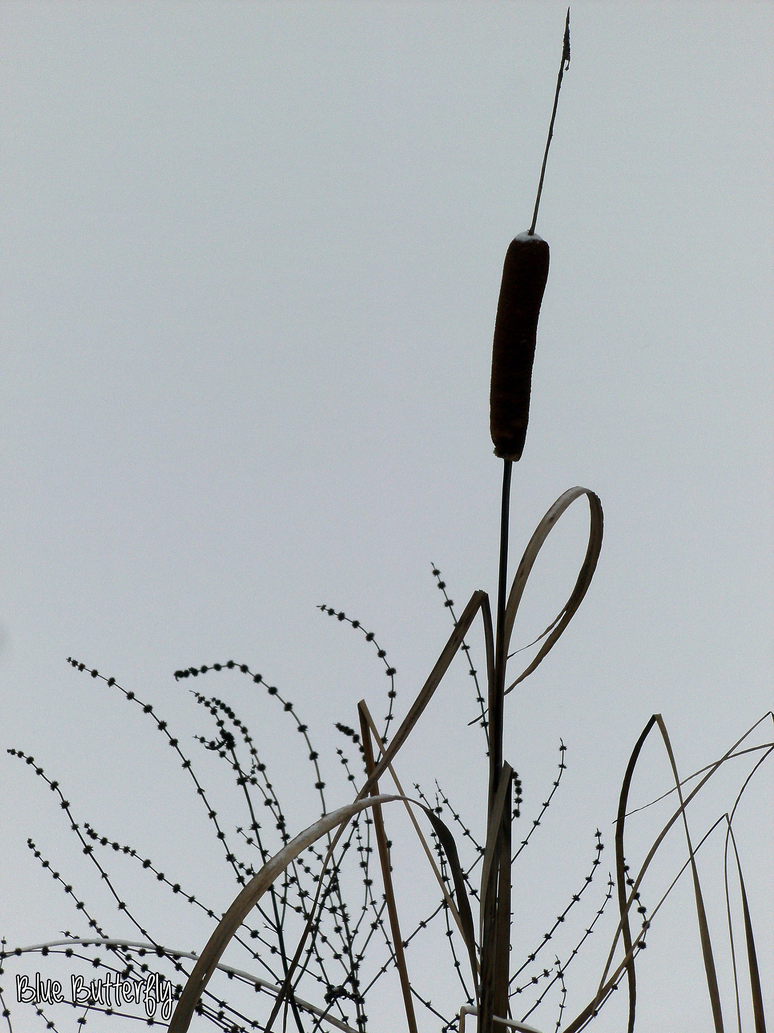 Tevion SZ 8 sample photo. Winter photography