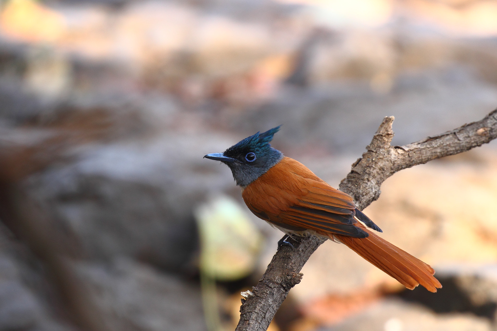 Canon EF 100-400mm F4.5-5.6L IS II USM sample photo. Paradise fly catcher photography