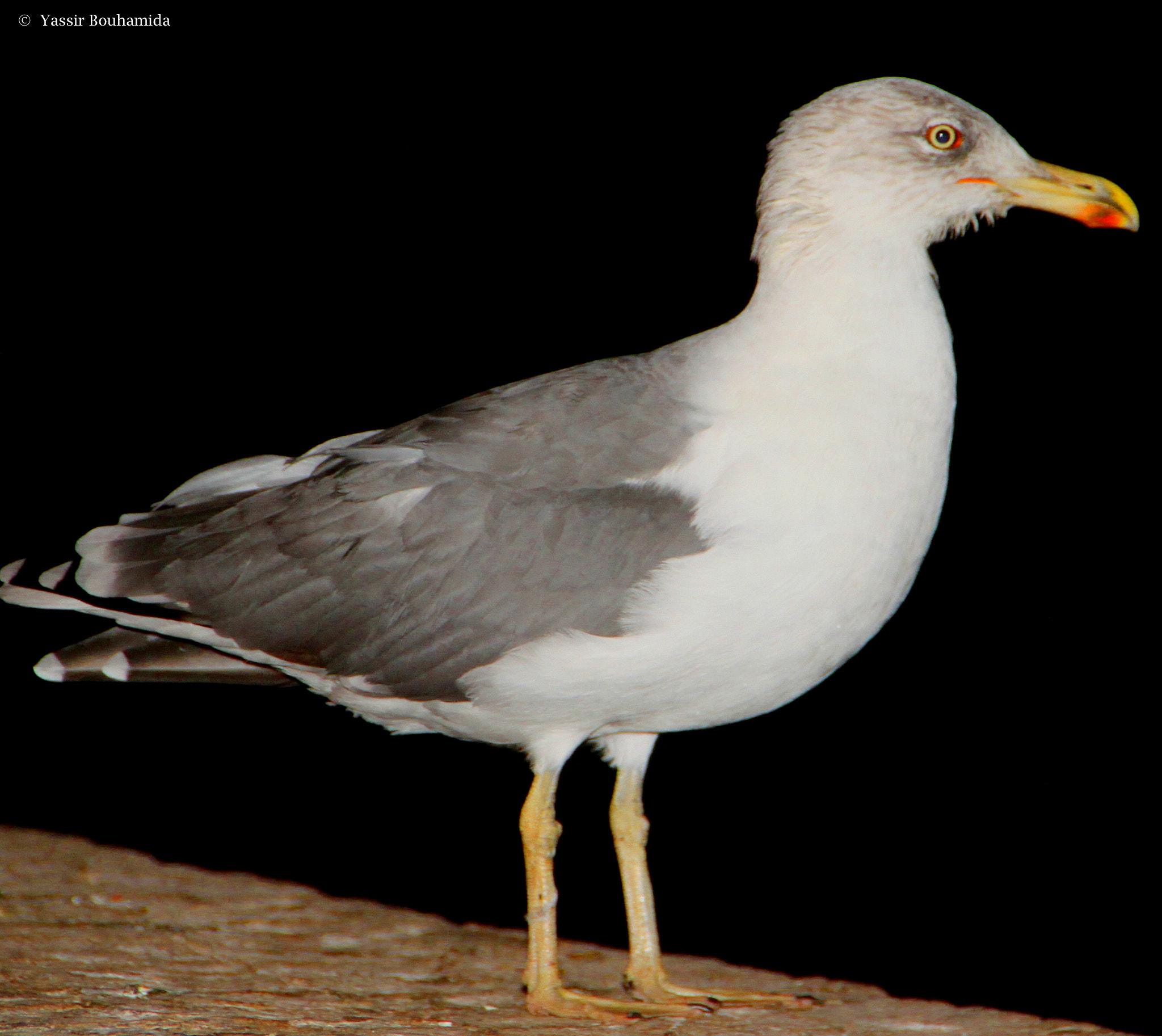 Canon EOS 500D (EOS Rebel T1i / EOS Kiss X3) sample photo. ©  yassir bouhamida photography