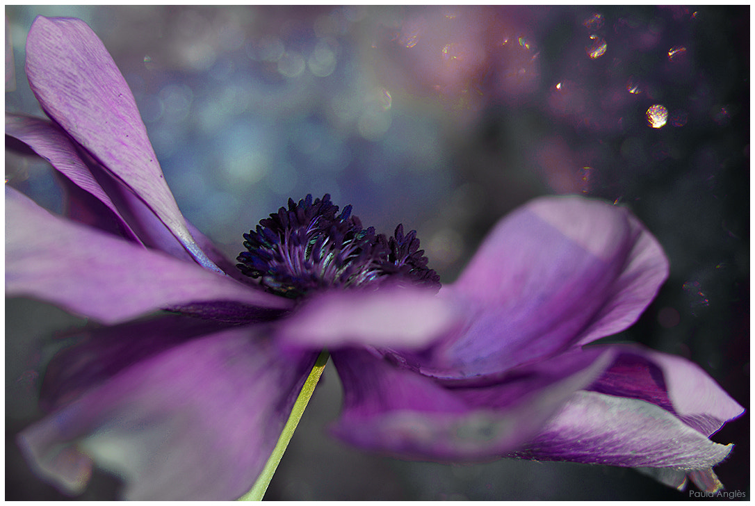 Sony a99 II + 90mm F2.8 Macro SSM sample photo. Amethist photography