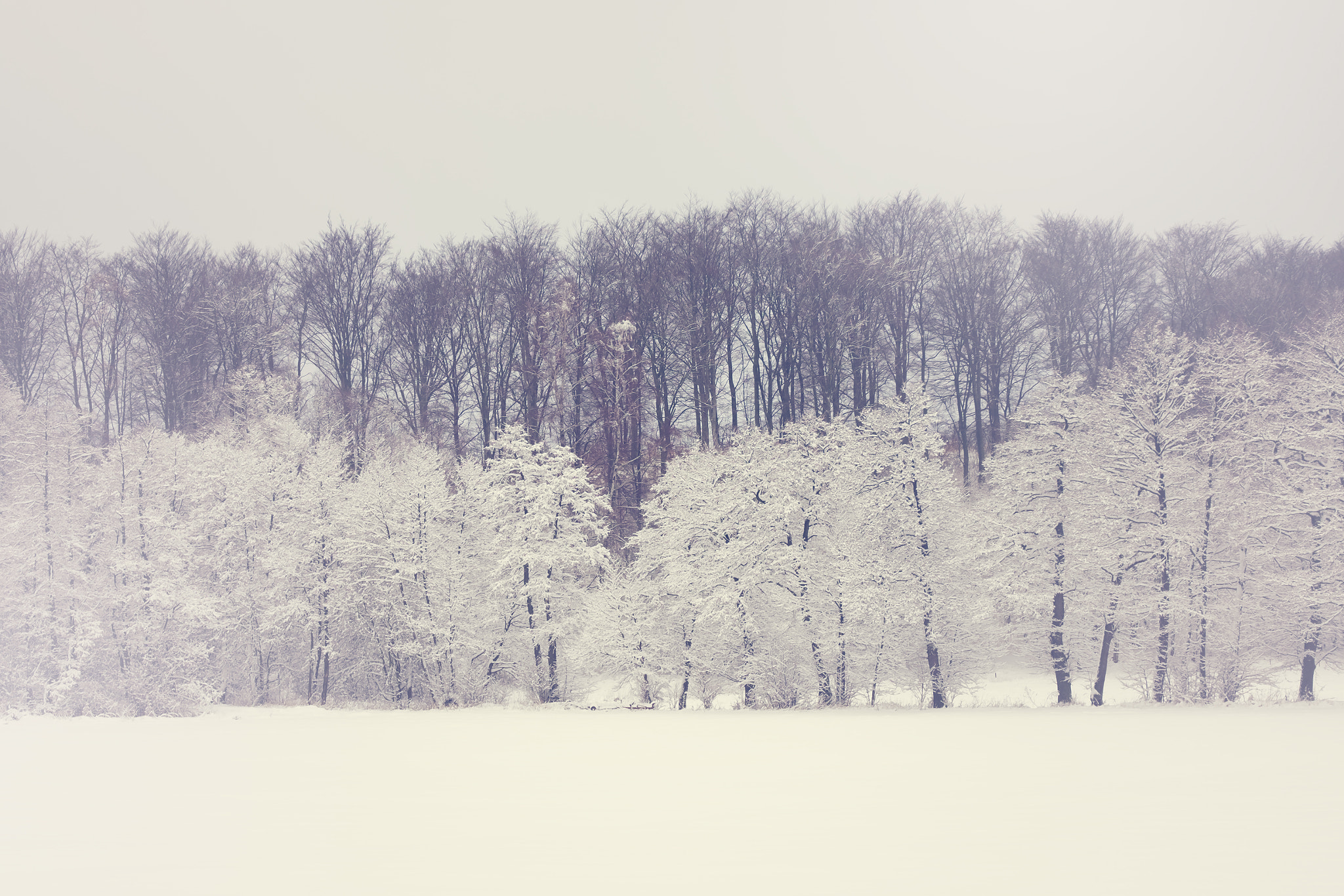 Fujifilm X-T10 + ZEISS Touit 50mm F2.8 sample photo. Winter. photography