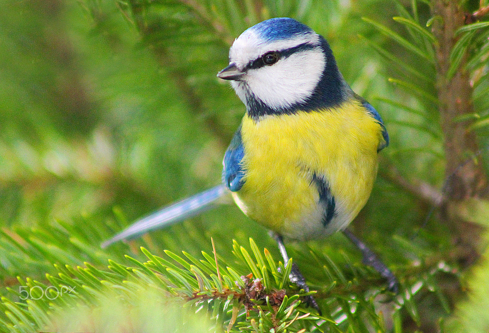 Canon EF 75-300mm f/4-5.6 USM sample photo. Kék cinege  (cyanistes caeruleus) photography
