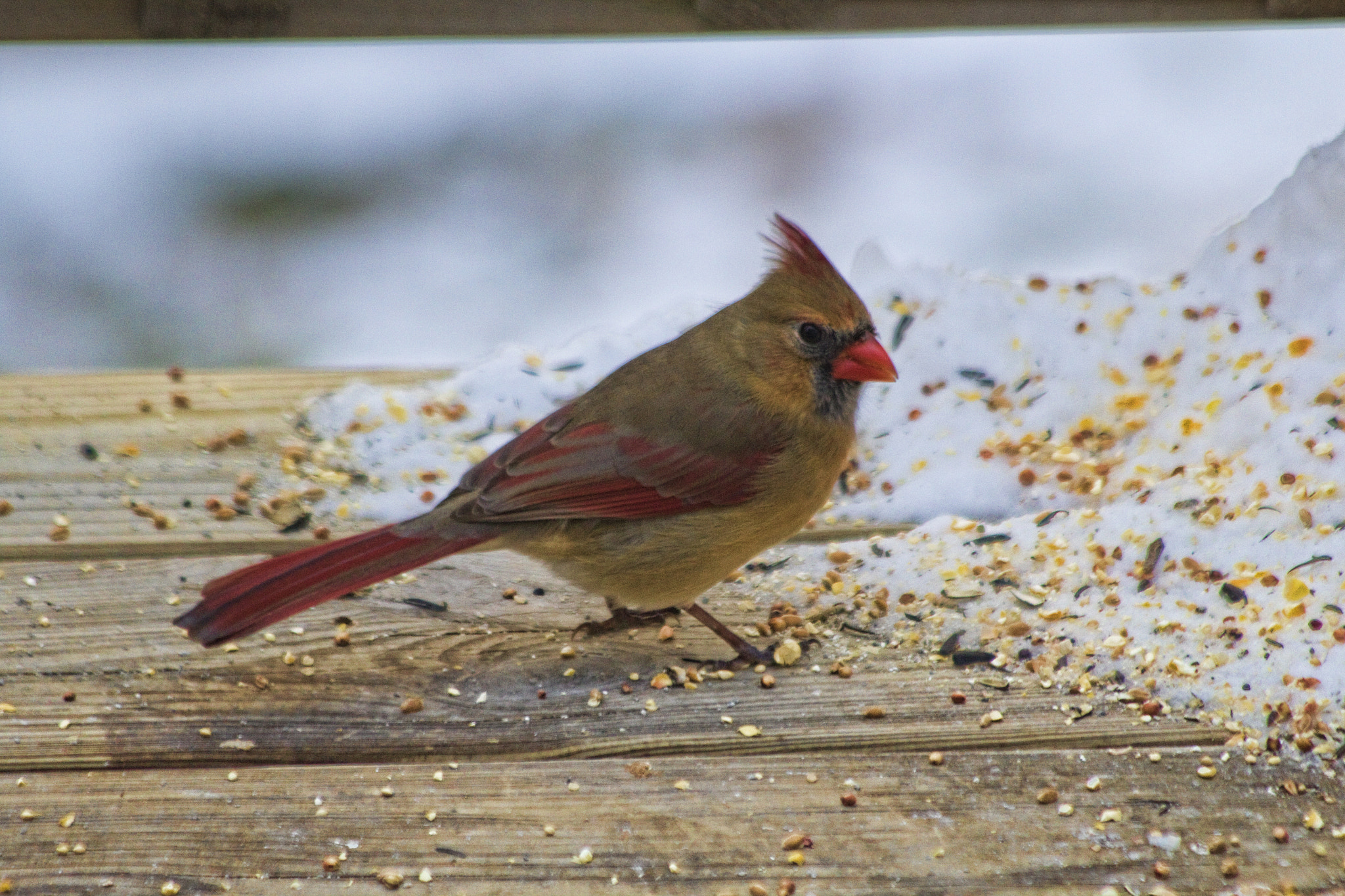 Canon EF 70-300mm F4-5.6 IS USM sample photo. Female cardinal photography