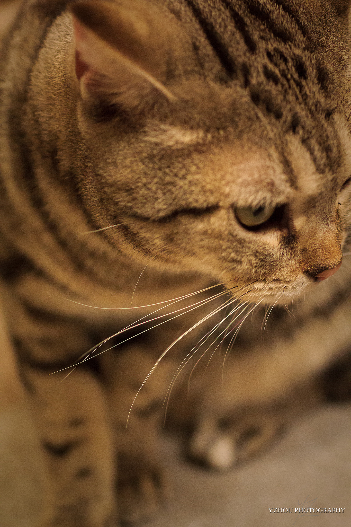 Canon EOS 60D + Sigma 50mm f/2.8 EX sample photo. Whisker photography