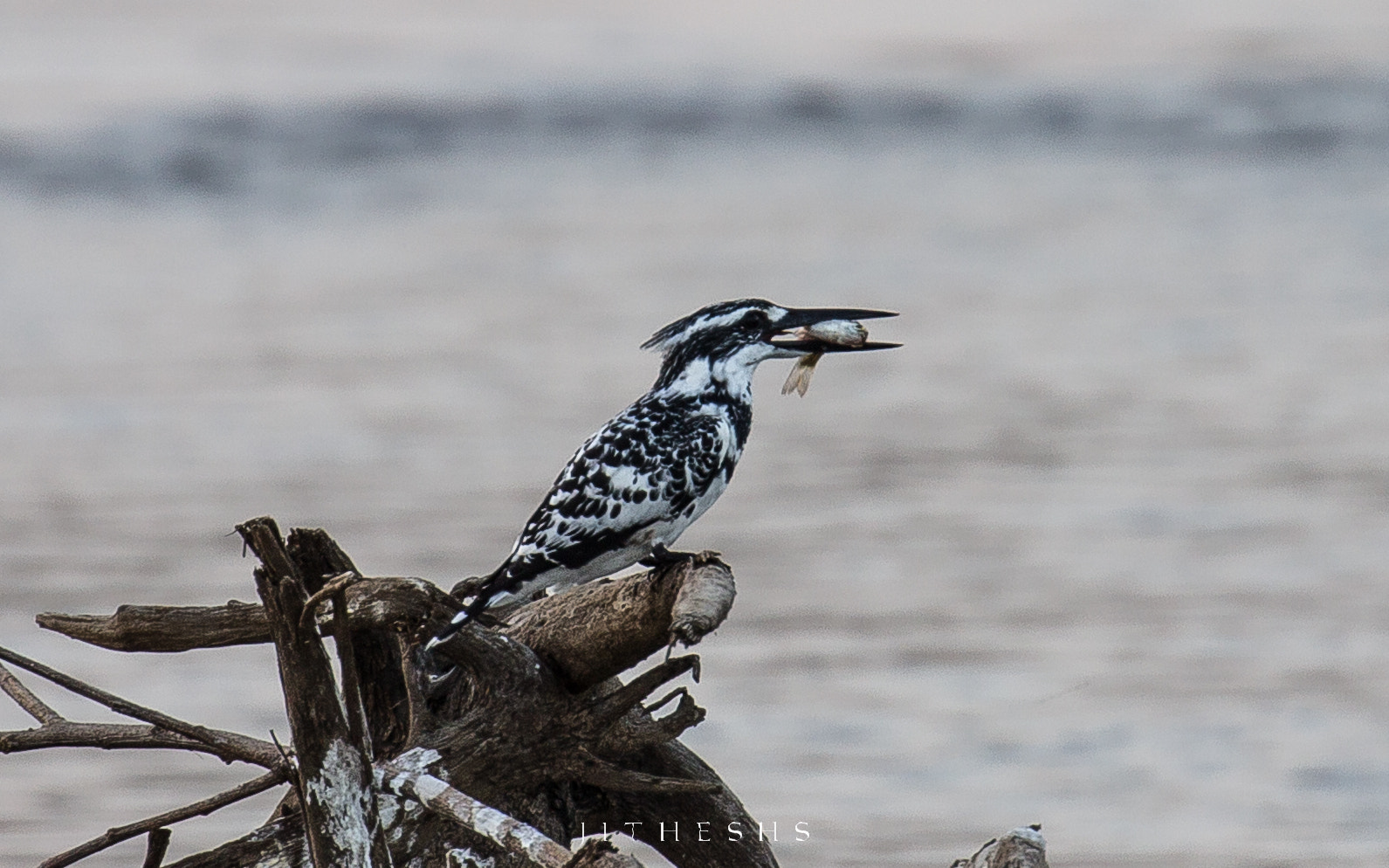 Canon EOS 600D (Rebel EOS T3i / EOS Kiss X5) + Canon EF 100-400mm F4.5-5.6L IS II USM sample photo. Pied kingfisher  photography