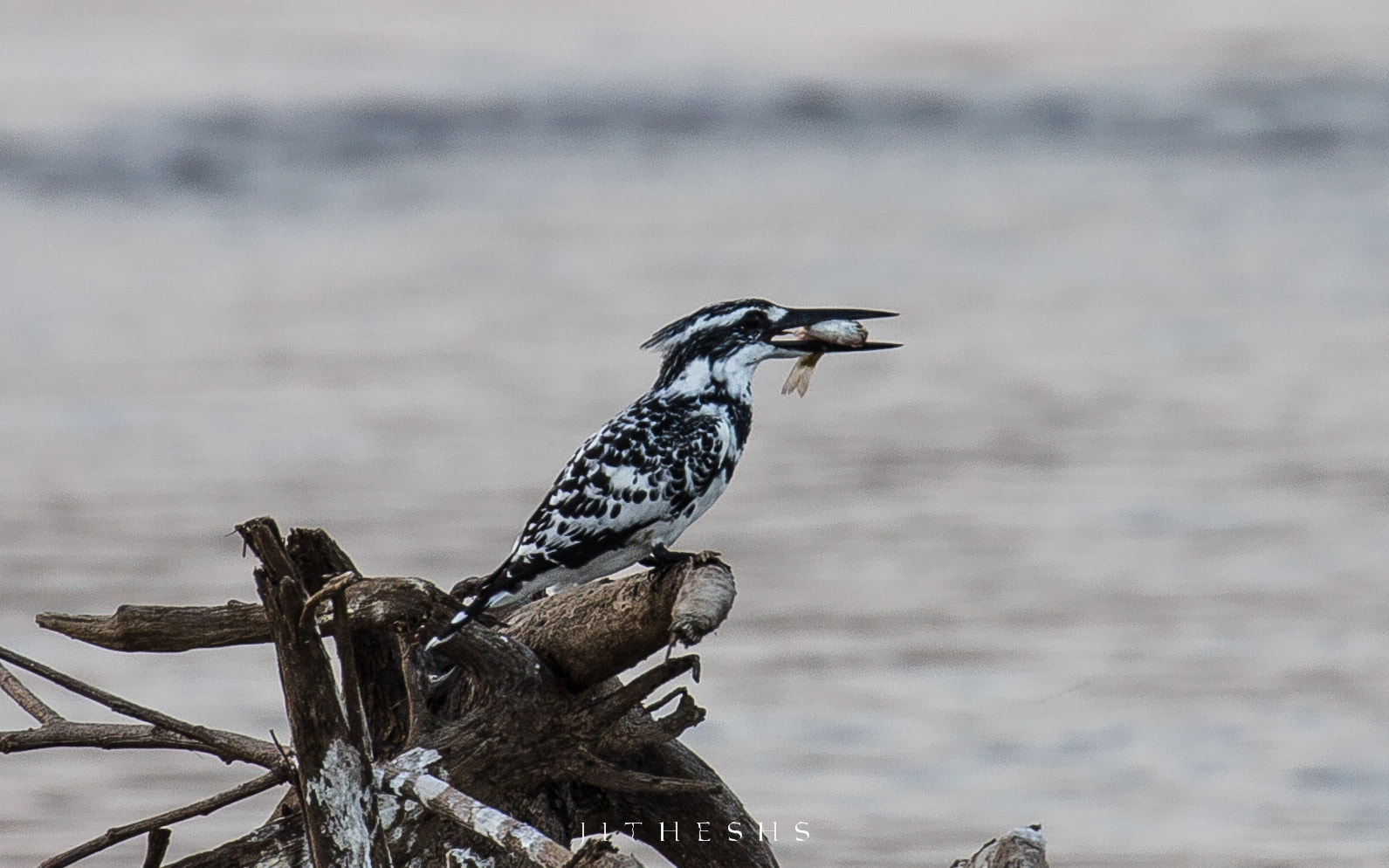 Canon EF 100-400mm F4.5-5.6L IS II USM sample photo. Pied kingfisher  photography