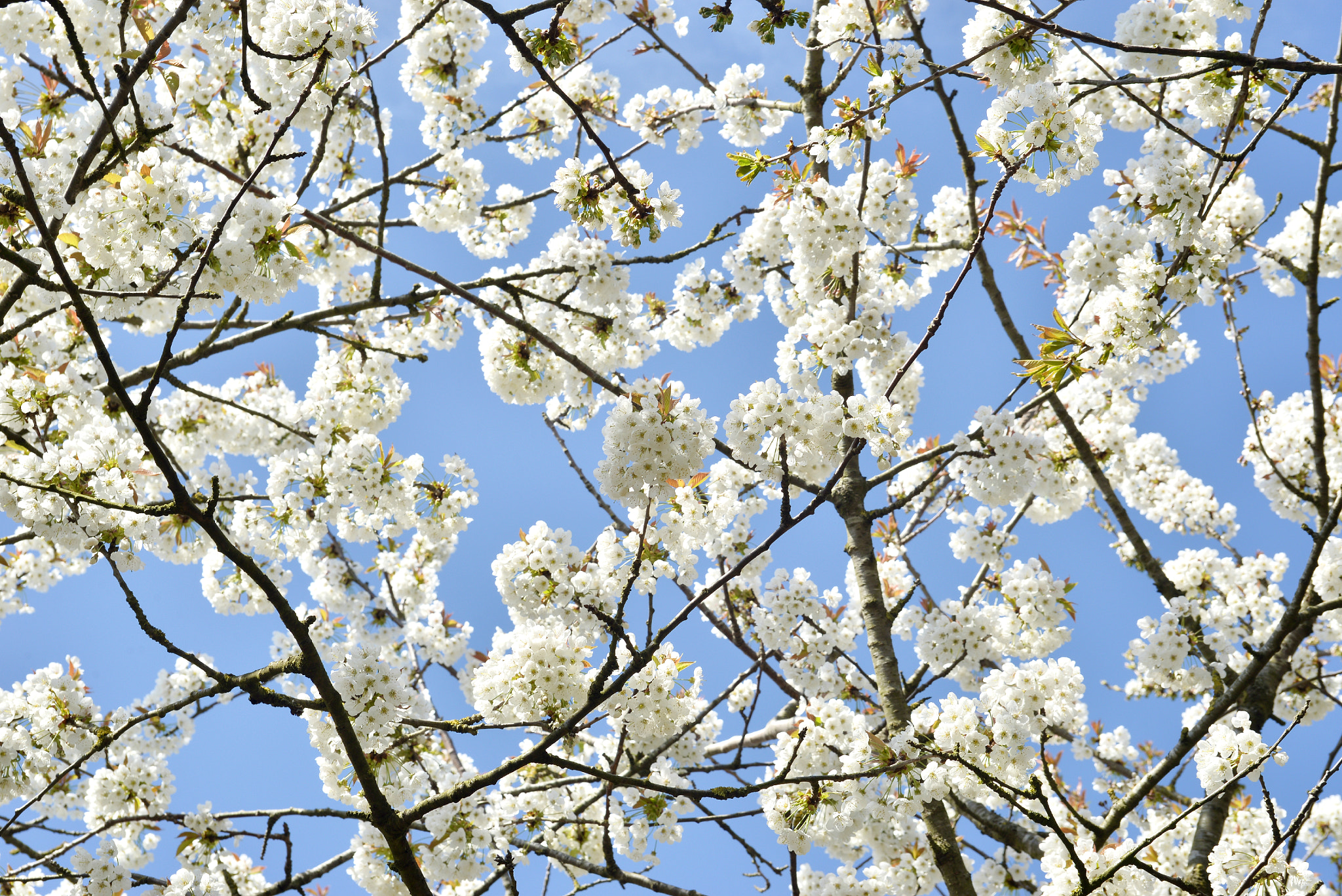 Nikon D610 + AF Zoom-Nikkor 35-70mm f/2.8D sample photo. Blossom sky photography