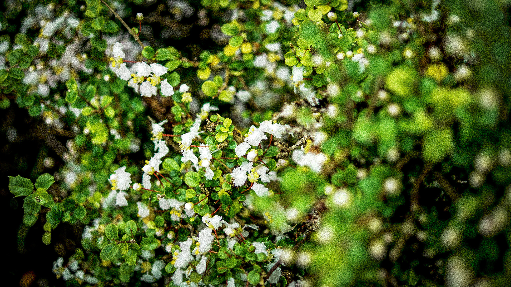 Sony SLT-A35 + Sony DT 30mm F2.8 Macro SAM sample photo. Little tiny flowers photography