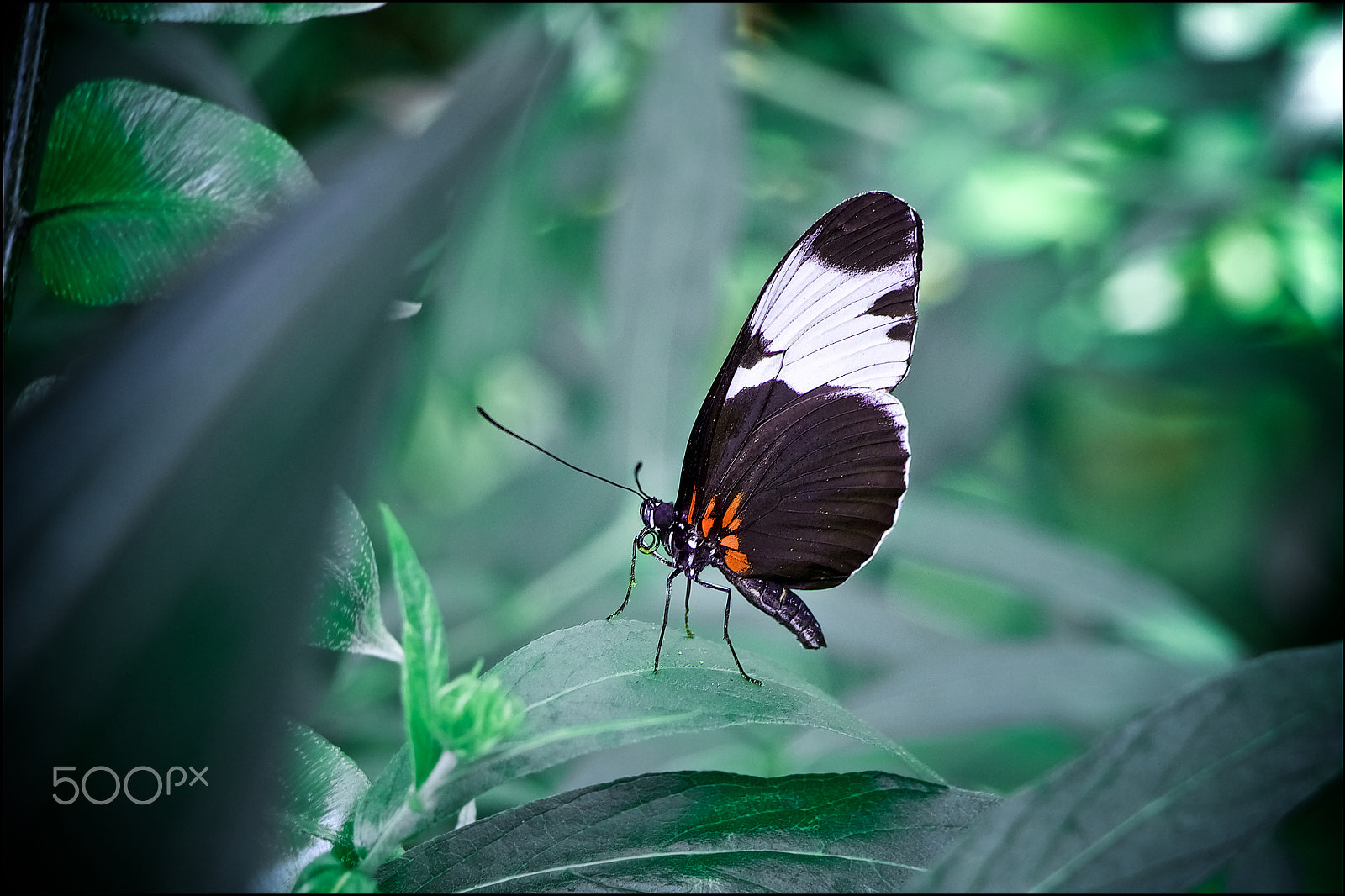 Canon EF-S 18-135mm F3.5-5.6 IS STM sample photo. Butterfly photography