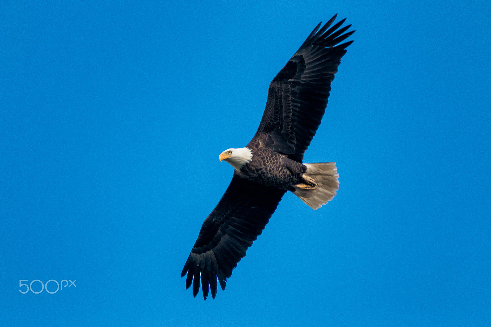 Sigma 50-500mm f/4-6.3 APO HSM EX sample photo. Bald eagle in flight photography