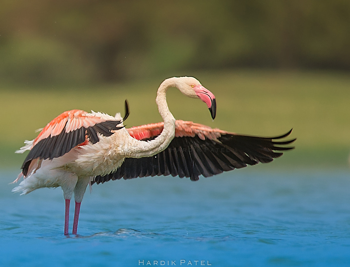 Nikon D4S sample photo. Flamingo photography