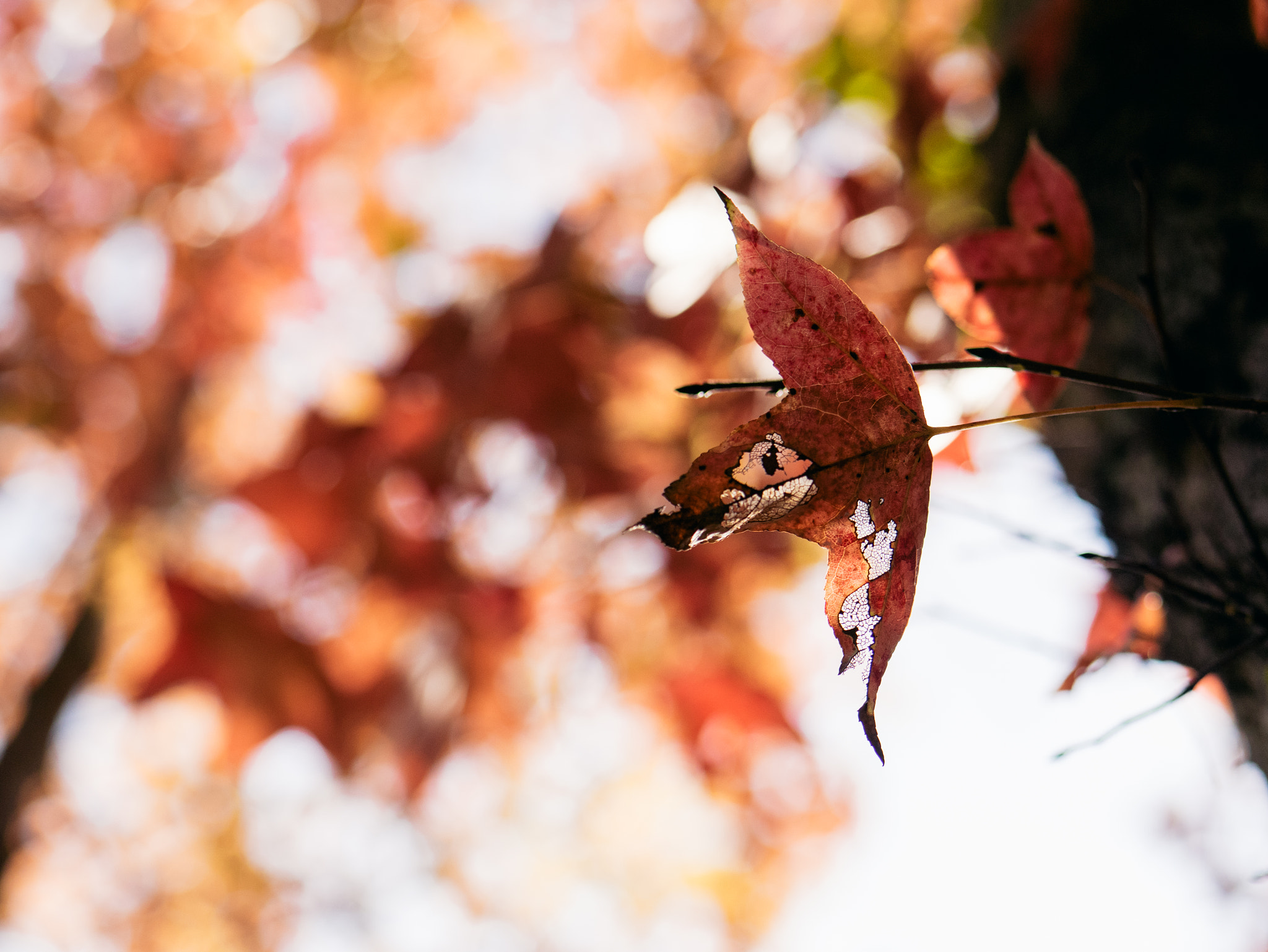 Panasonic Lumix DMC-GM1 sample photo. 红了/red photography