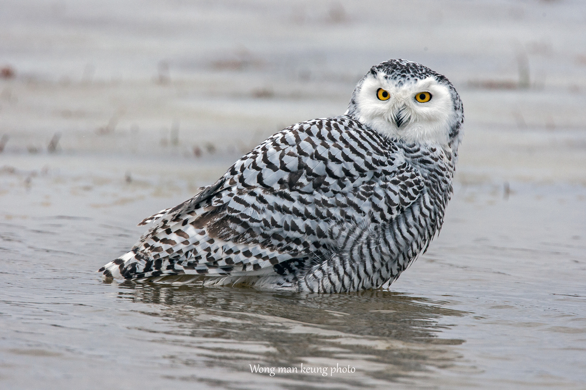 Canon EF 500mm F4L IS USM sample photo. Snowy owl photography