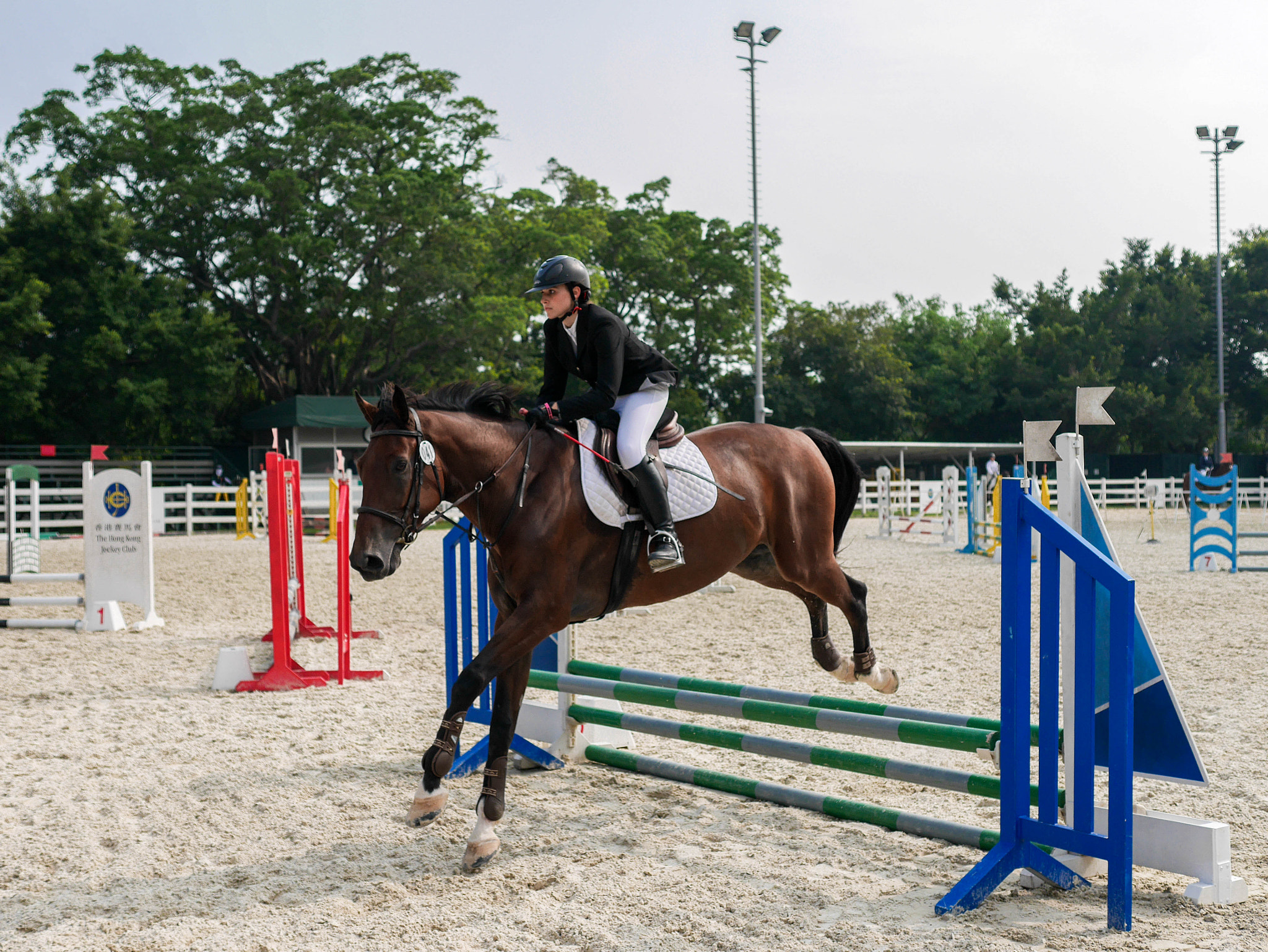 Panasonic Lumix DMC-GM1 + Panasonic Leica DG Summilux 25mm F1.4 II ASPH sample photo. Horse photography