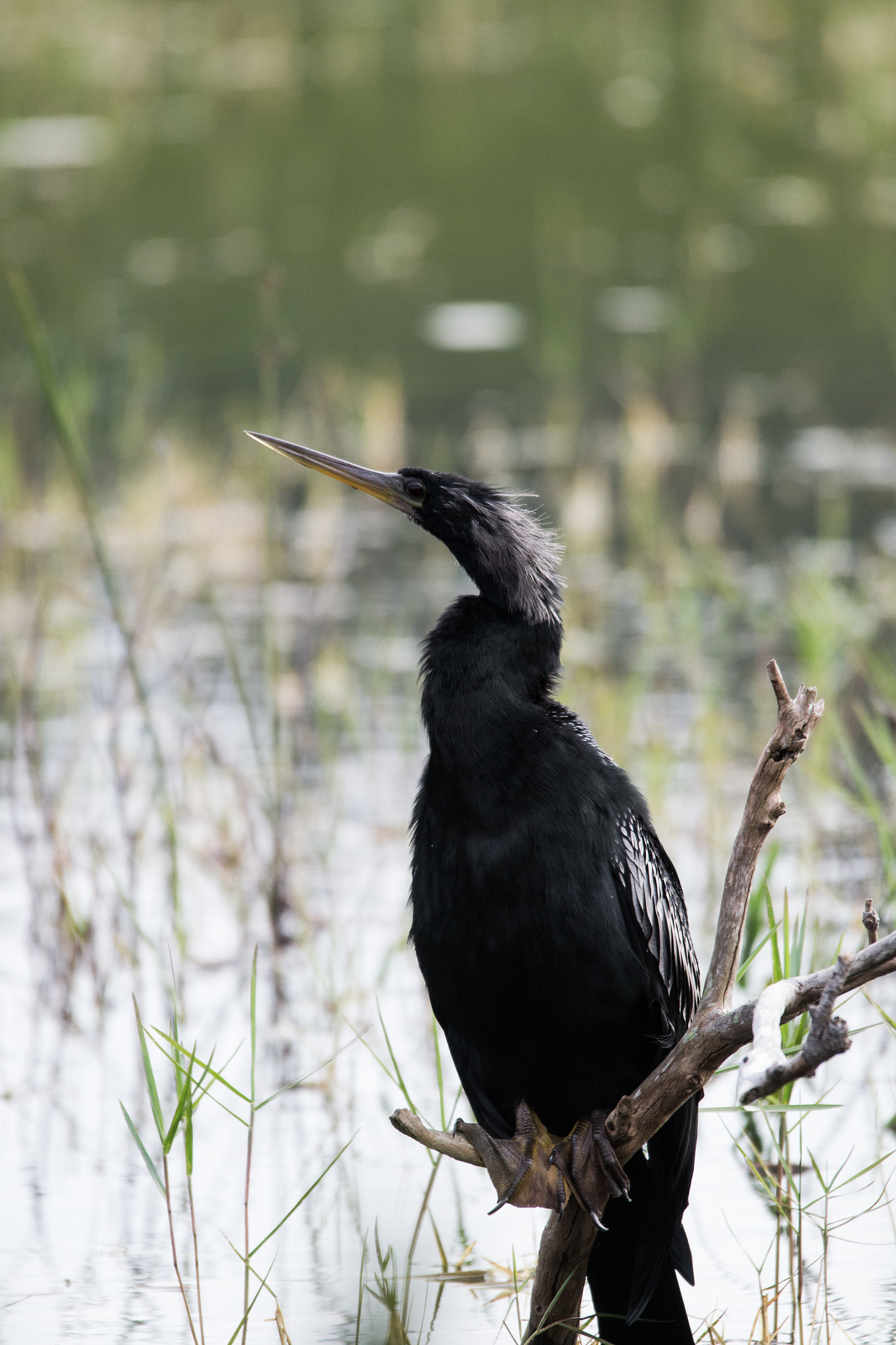 Sigma 120-400mm F4.5-5.6 DG OS HSM sample photo. Anhinga photography