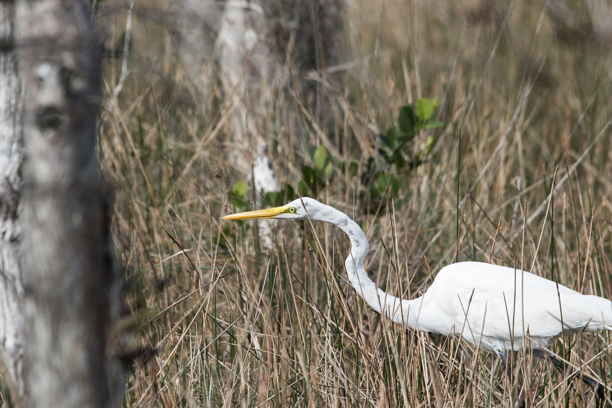 Sigma 120-400mm F4.5-5.6 DG OS HSM sample photo. Hunting crane photography