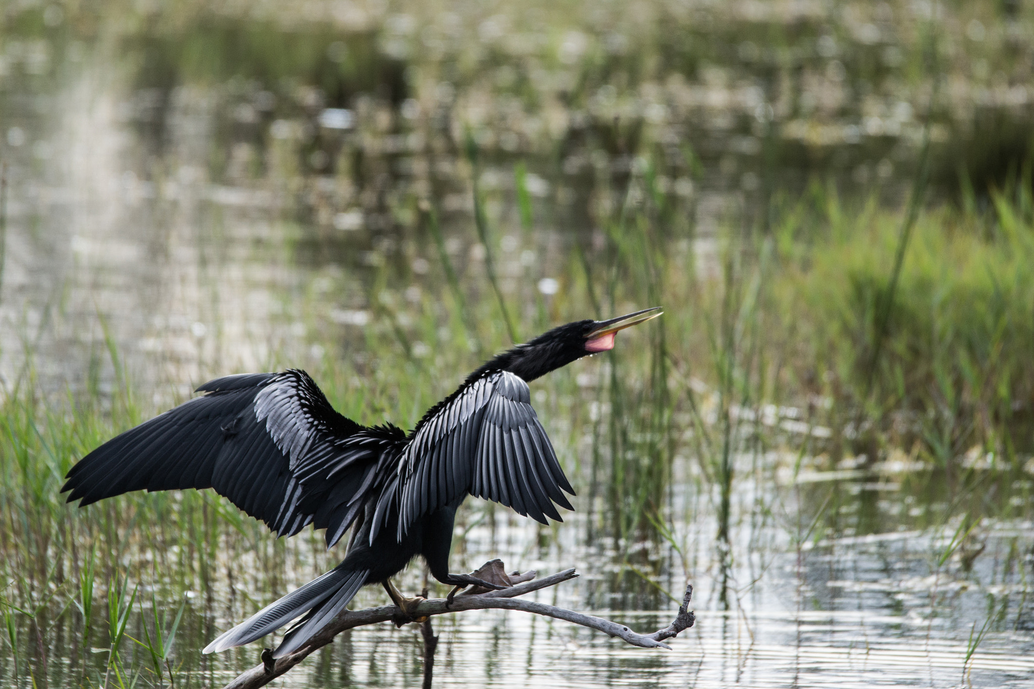 Sigma 120-400mm F4.5-5.6 DG OS HSM sample photo. Don't wake the dragon photography