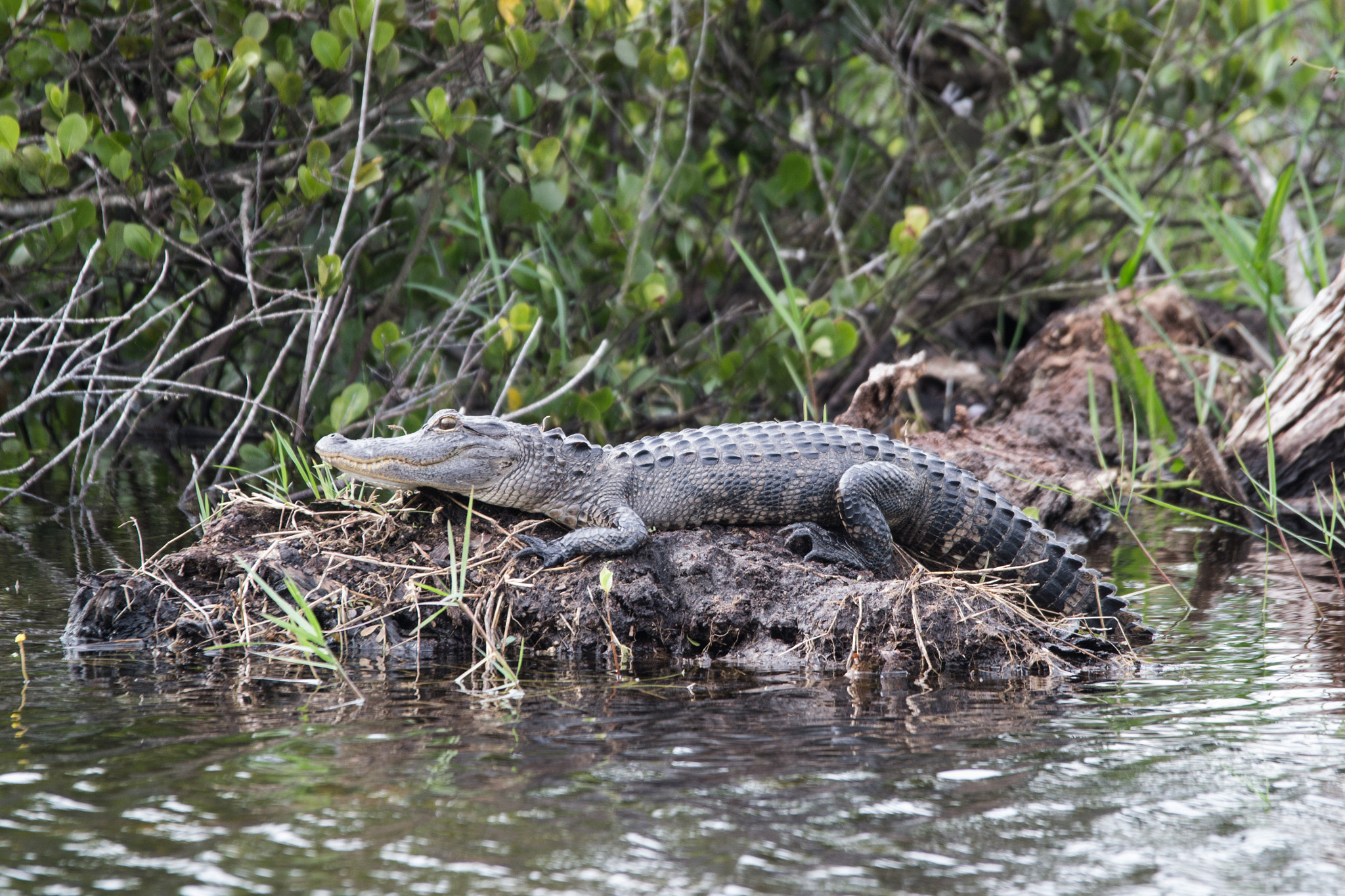 Sigma 120-400mm F4.5-5.6 DG OS HSM sample photo. Big lezard photography