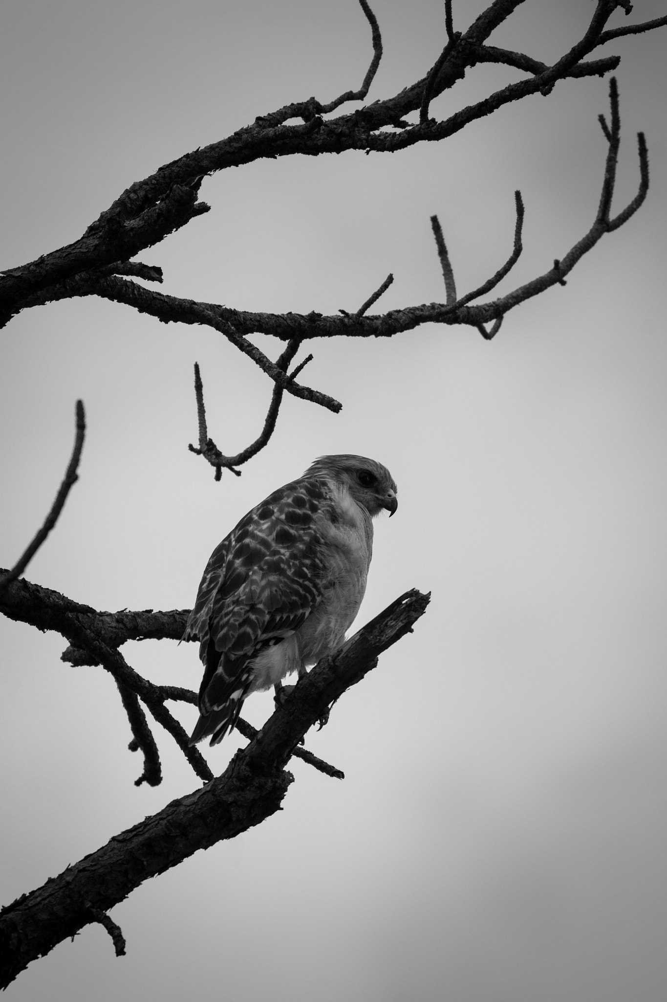 Sigma 120-400mm F4.5-5.6 DG OS HSM sample photo. Sentinel photography