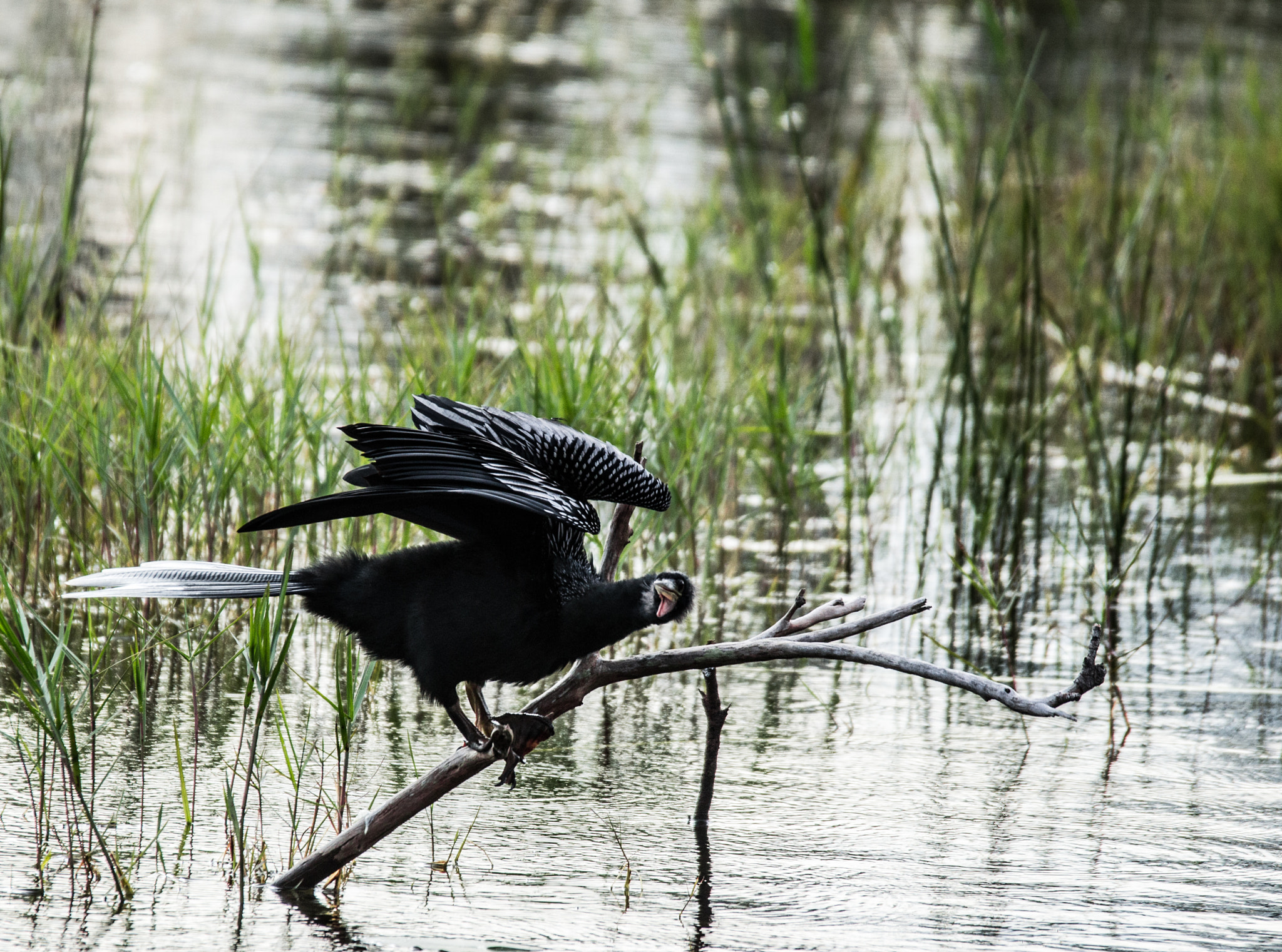 Sigma 120-400mm F4.5-5.6 DG OS HSM sample photo. Angry bird photography