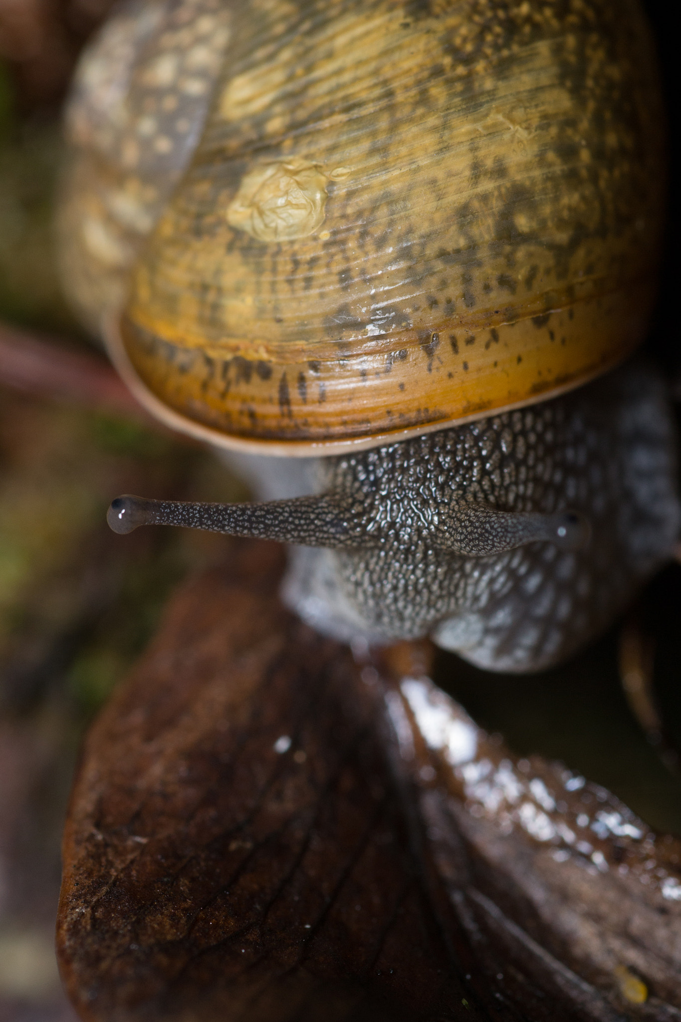 Nikon D3100 + AF Micro-Nikkor 60mm f/2.8 sample photo. That's my leaf photography