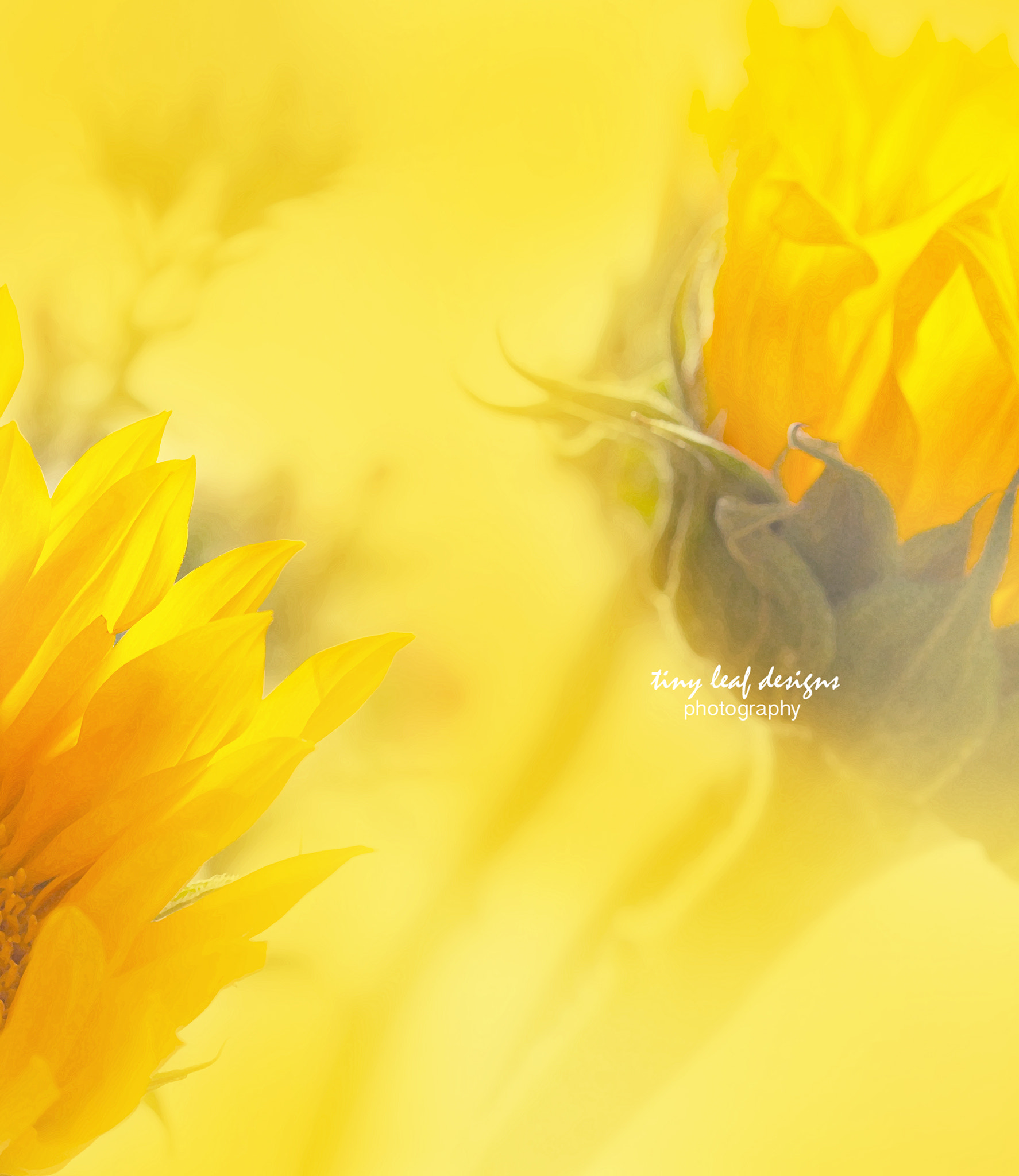 Canon EOS 60D + Canon EF 100mm F2.8 Macro USM sample photo. Sunshiny yellow photography