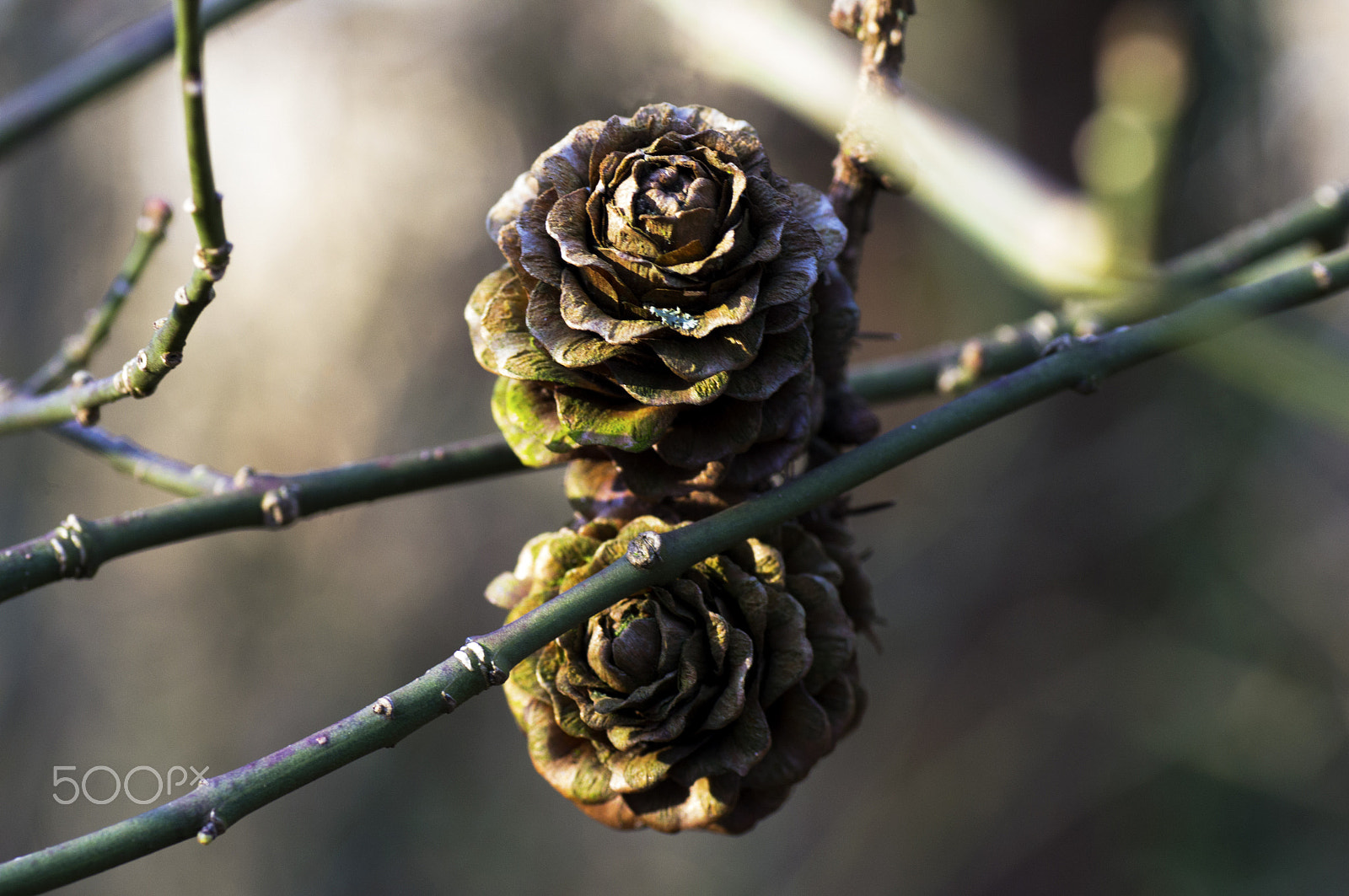 Sony Alpha DSLR-A580 + Tamron SP AF 90mm F2.8 Di Macro sample photo. Larch cones photography