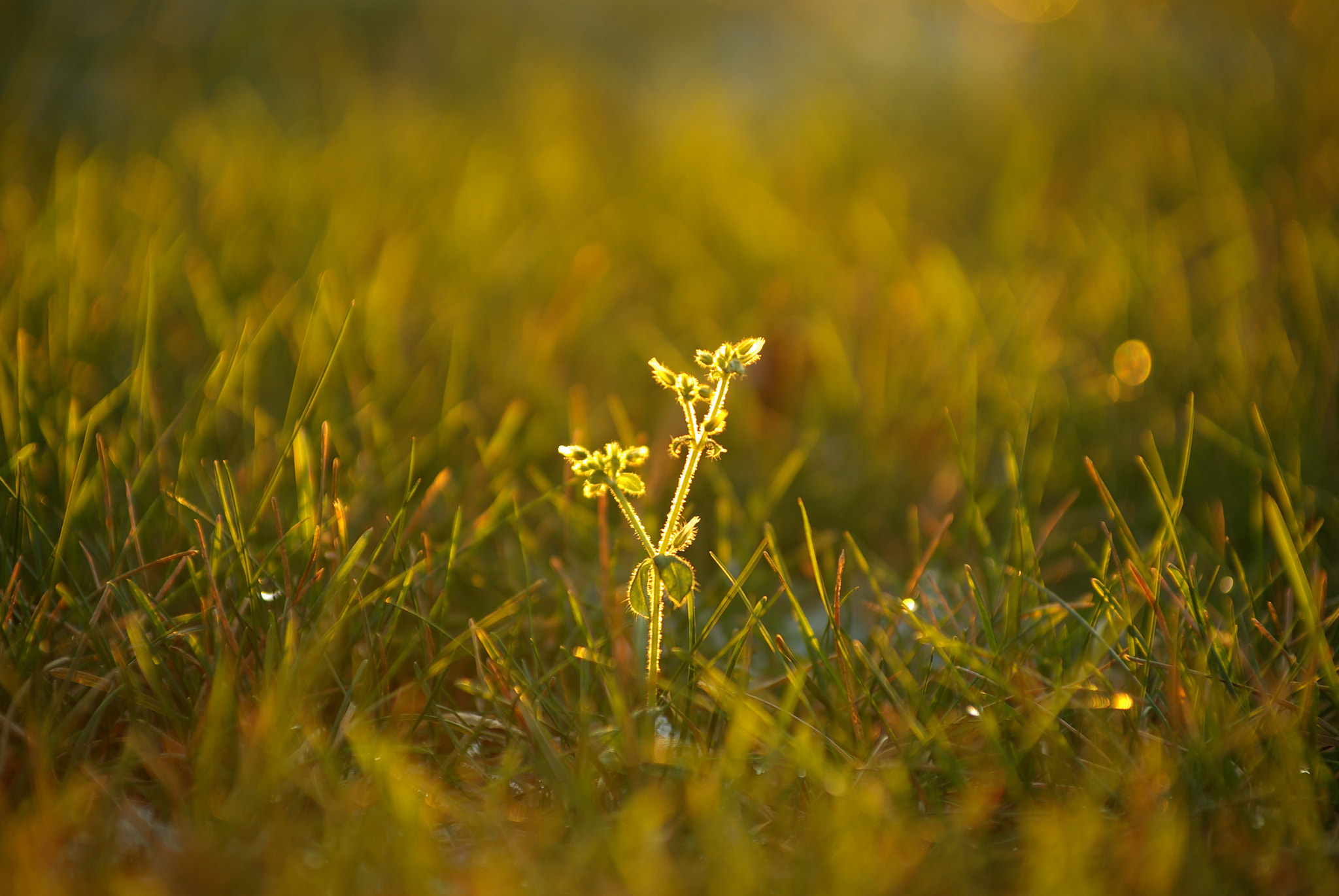 Pentax K10D sample photo. Early spring photography